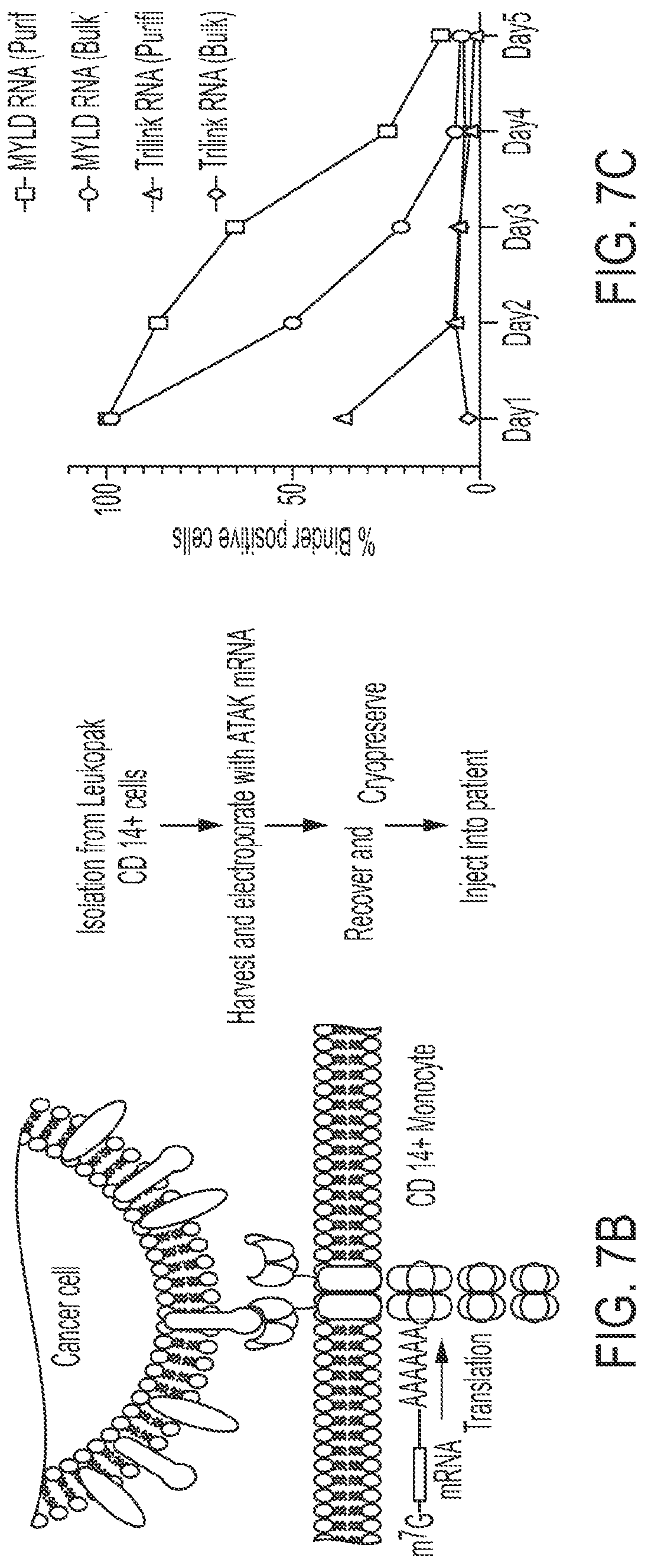 Patent US12319925 Figure 17 – Methods and compositions for genomic integration