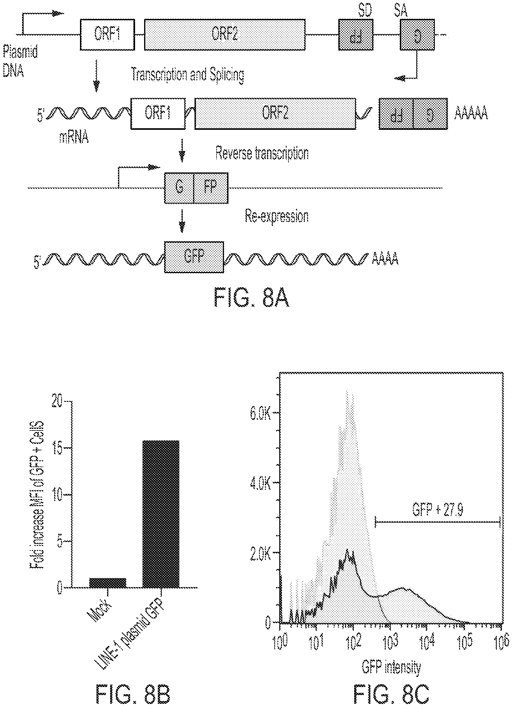 Patent US12319925 Figure 18 – Methods and compositions for genomic integration