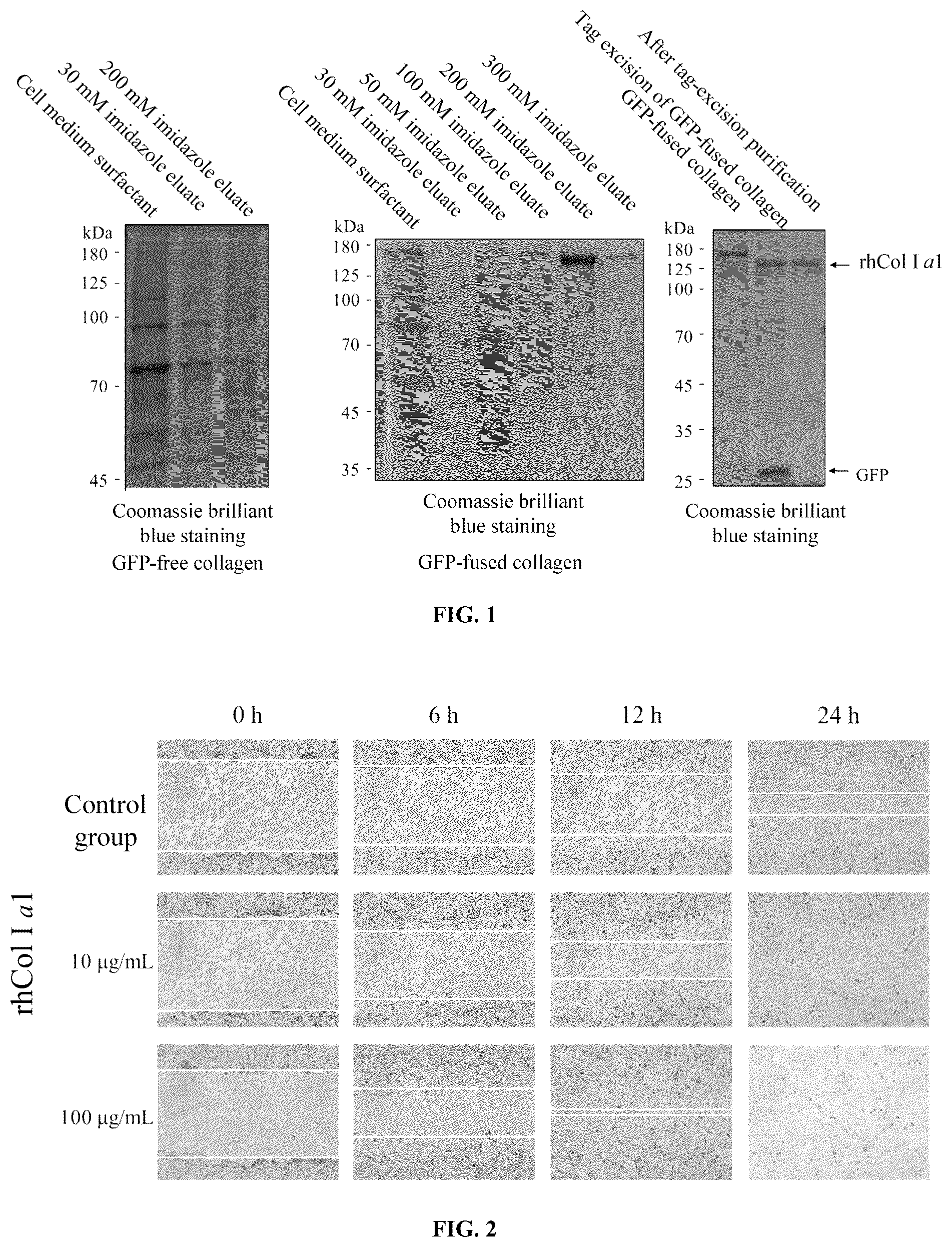 Patent US12319926 Figure 1 – Recombinant humanized collagen type I alpha-1 (rhCol1A1), and expression vector and use thereof