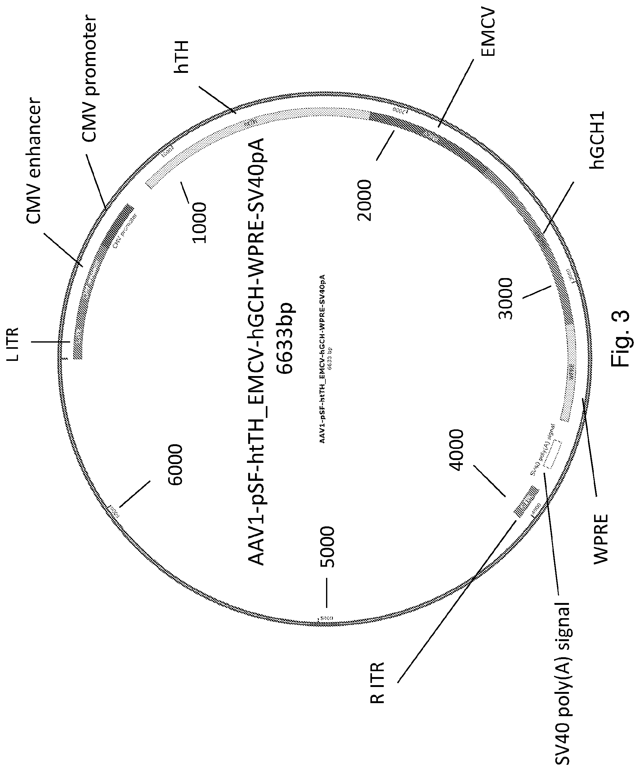 Patent US12319927 Figure 3 – Genetic construct