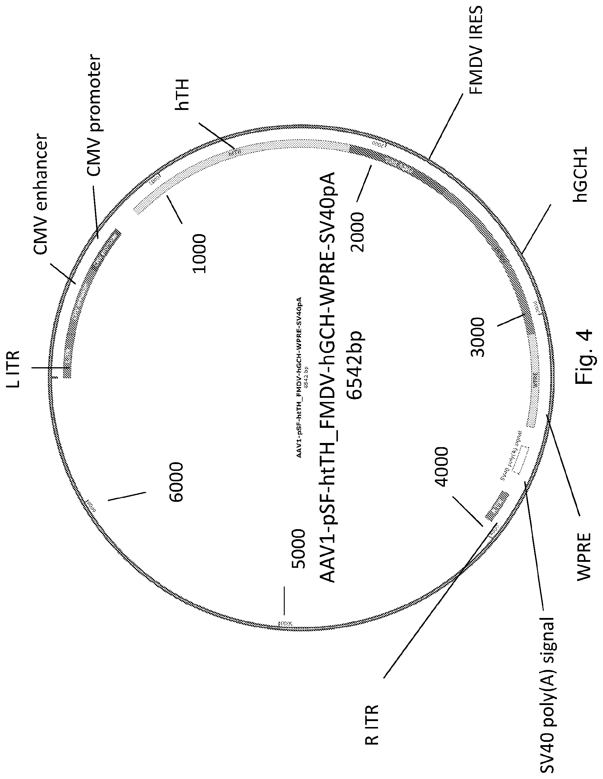 Patent US12319927 Figure 4 – Genetic construct