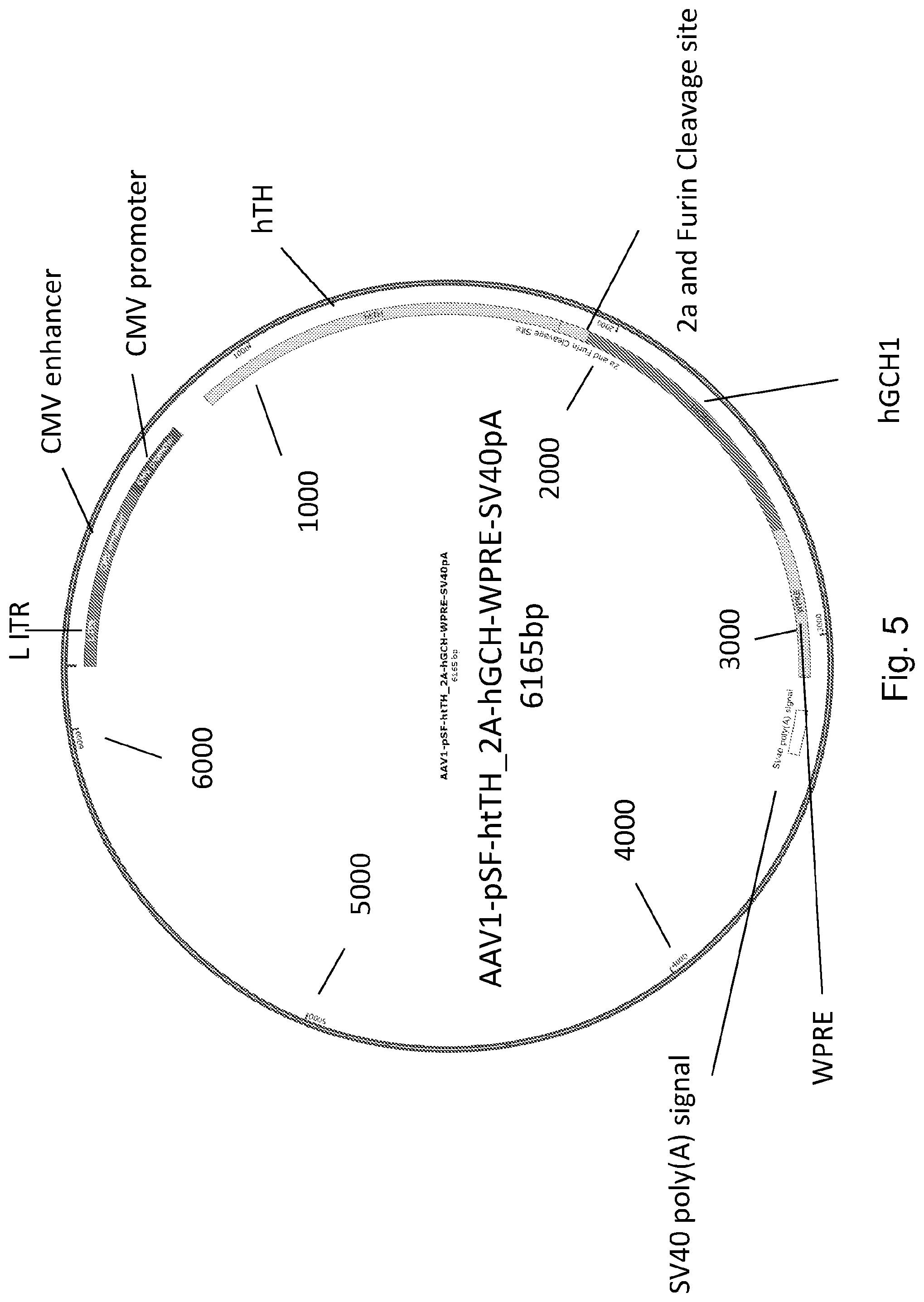 Patent US12319927 Figure 5 – Genetic construct