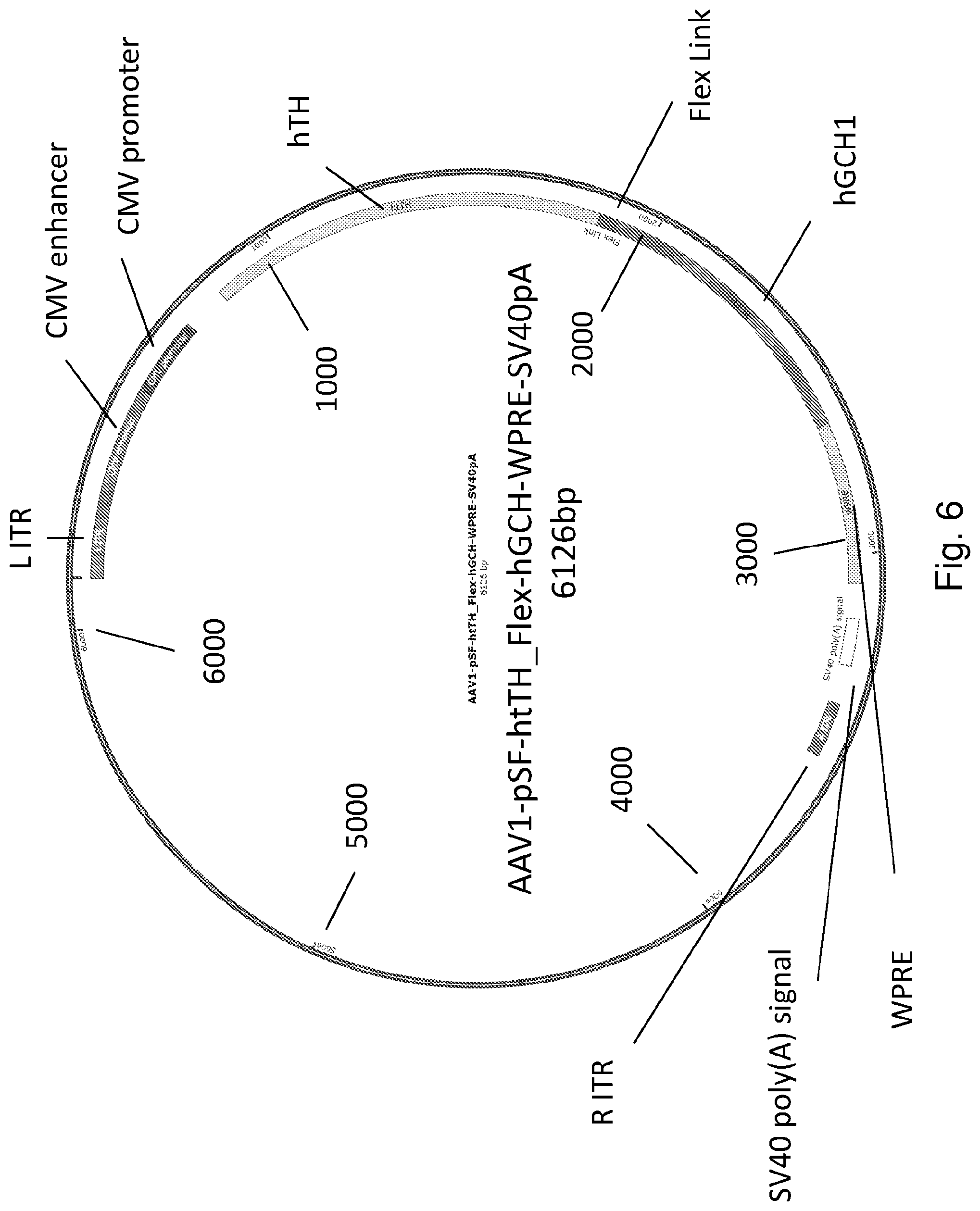 Patent US12319927 Figure 6 – Genetic construct