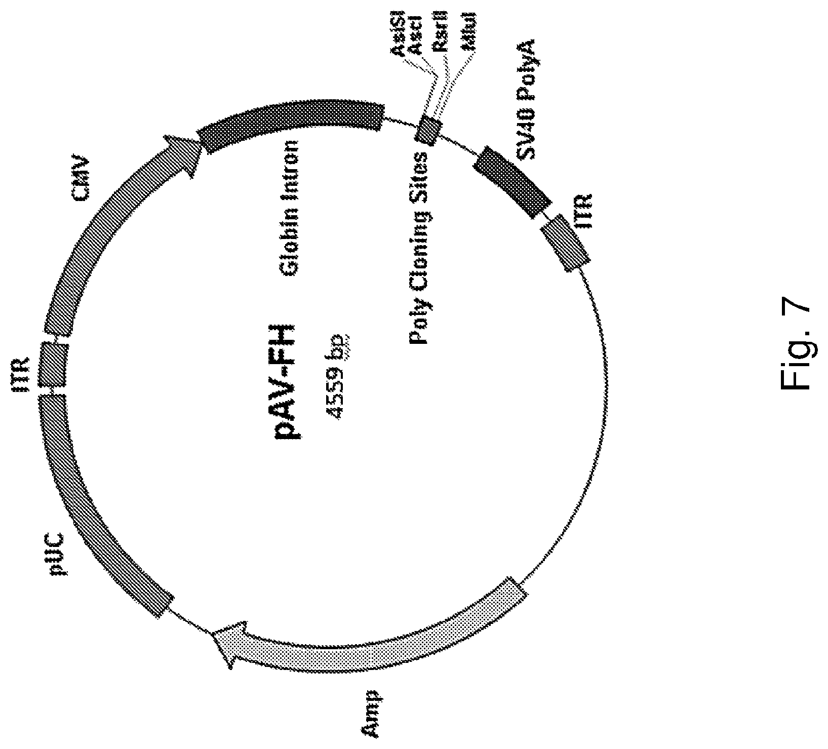Patent US12319927 Figure 7 – Genetic construct