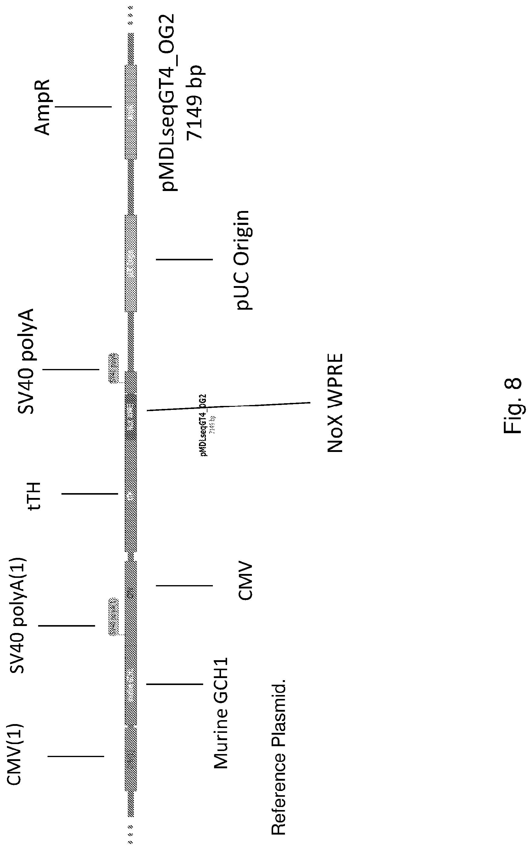 Patent US12319927 Figure 8 – Genetic construct