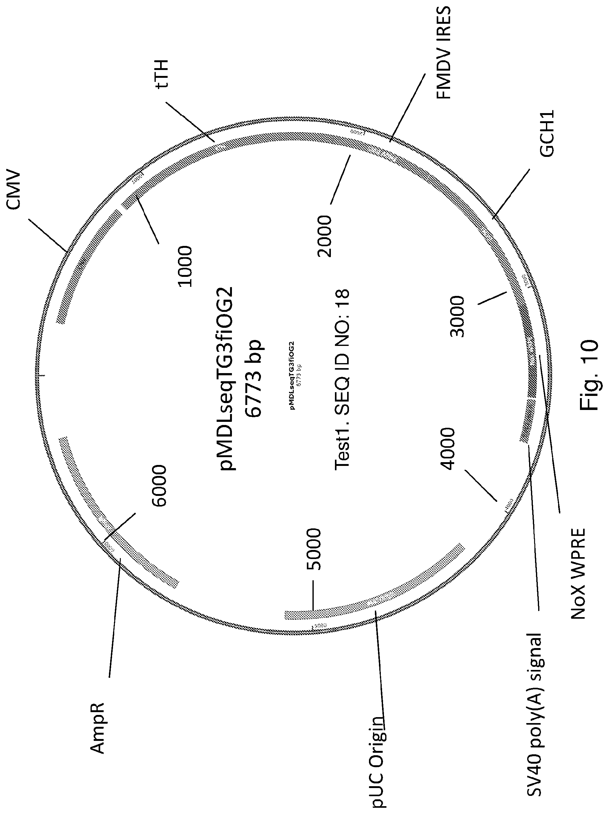 Patent US12319927 Figure 10 – Genetic construct