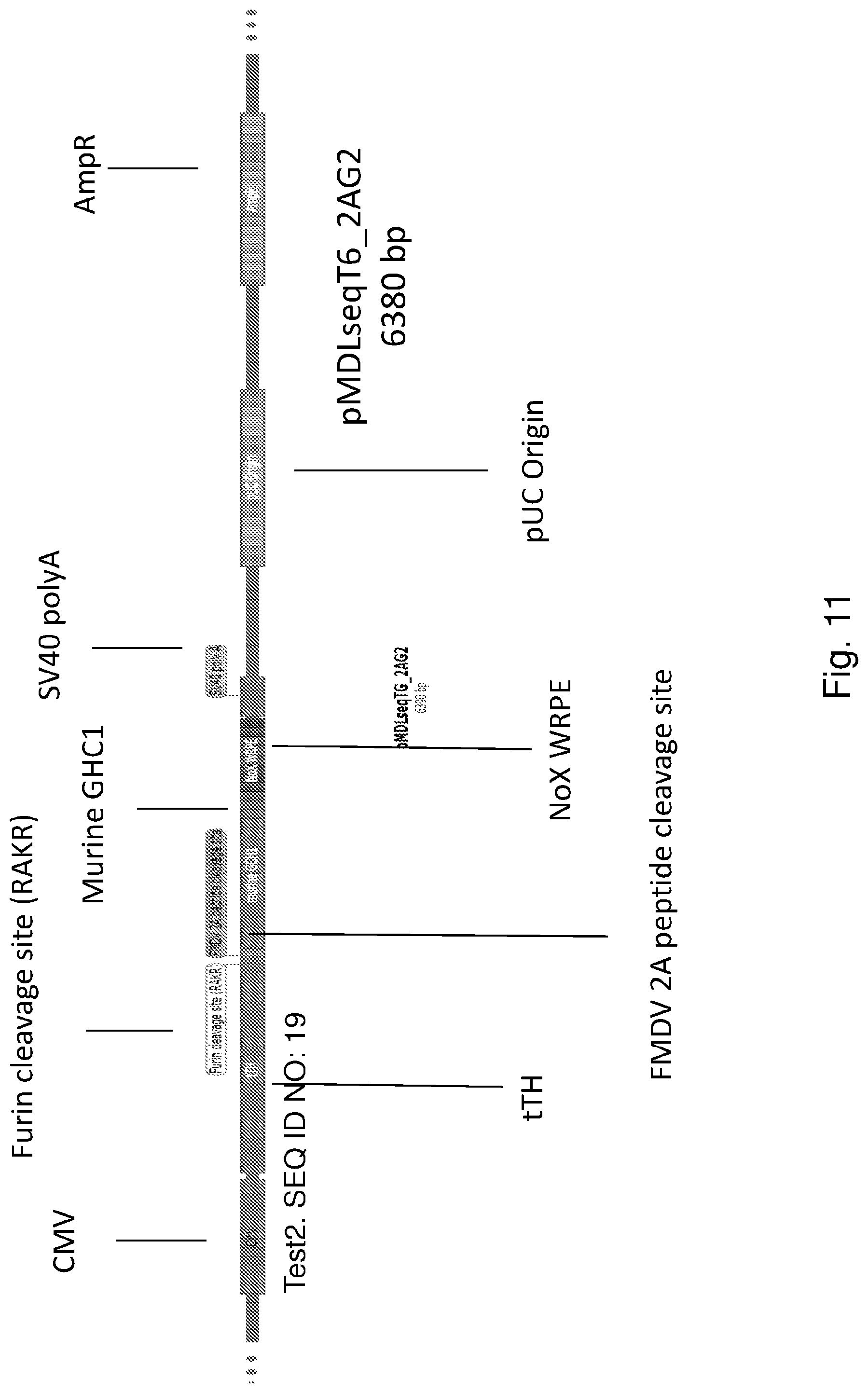 Patent US12319927 Figure 11 – Genetic construct