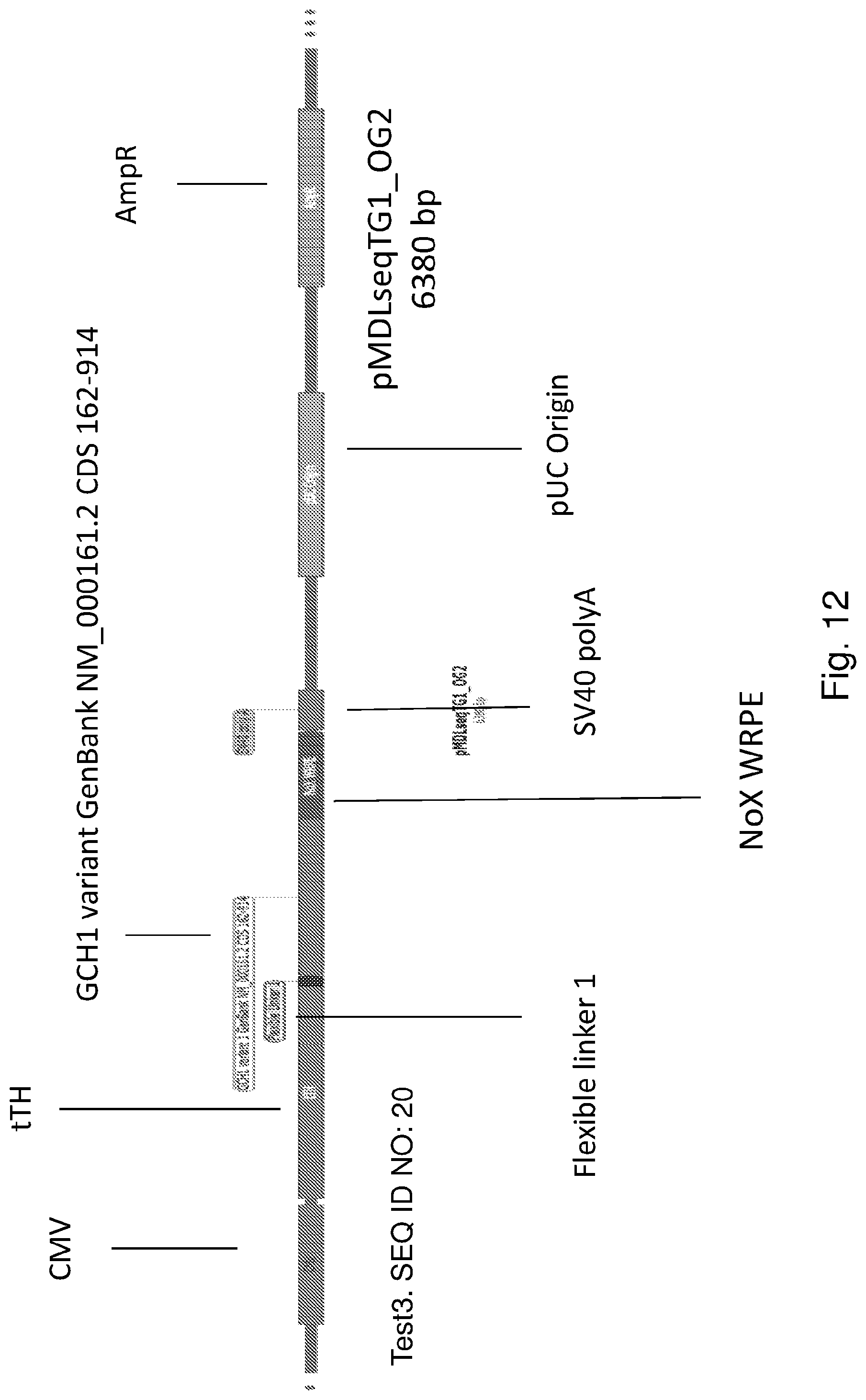 Patent US12319927 Figure 12 – Genetic construct