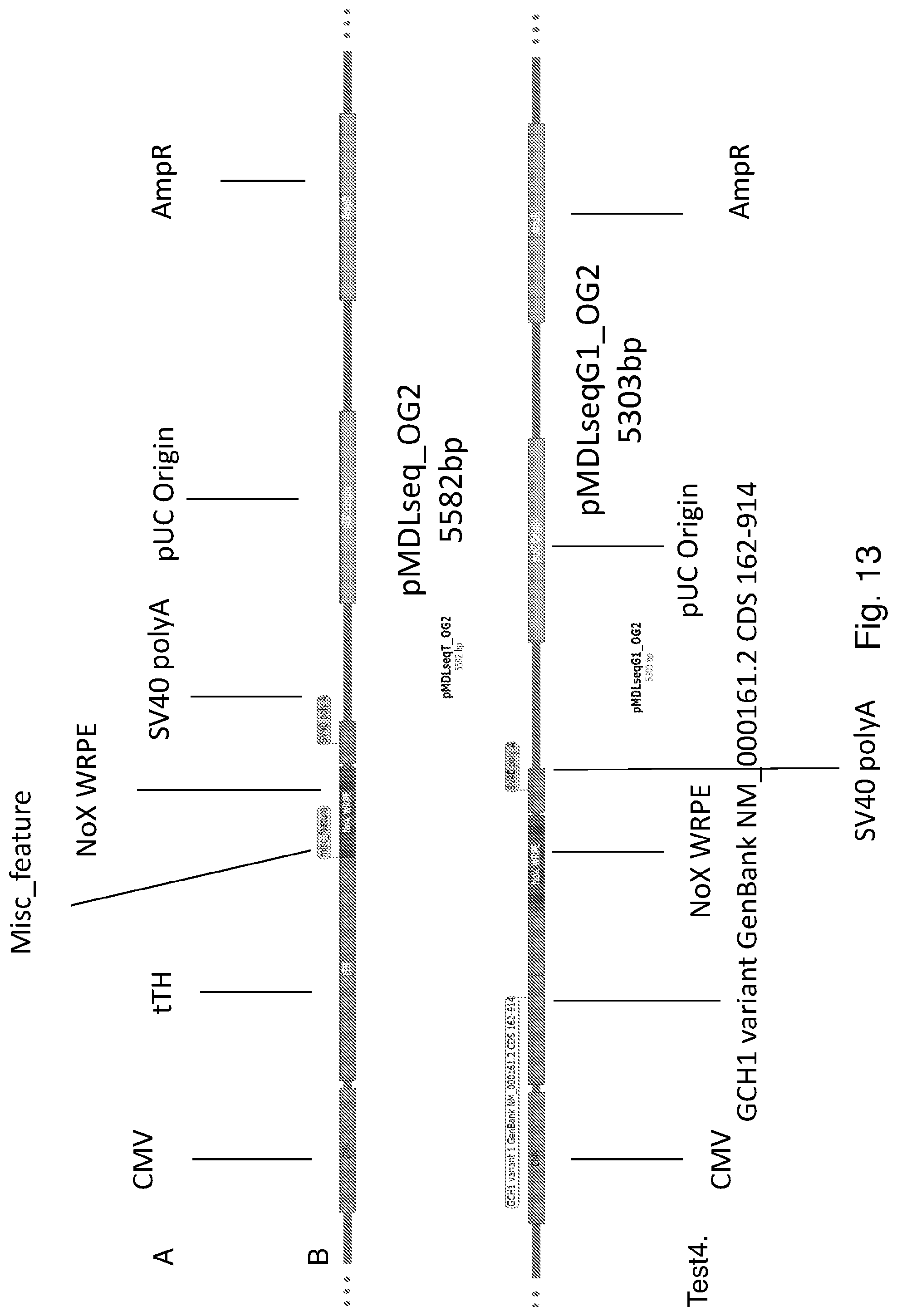 Patent US12319927 Figure 13 – Genetic construct