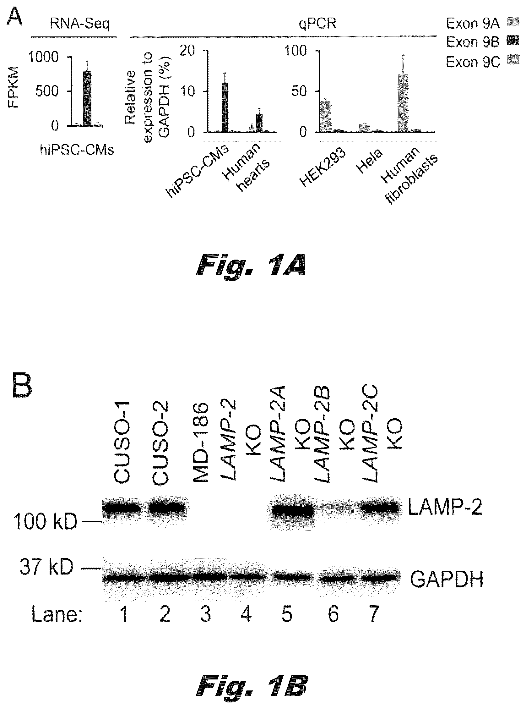 Patent US12319928 Figure 1 – Methods of treating Danon disease