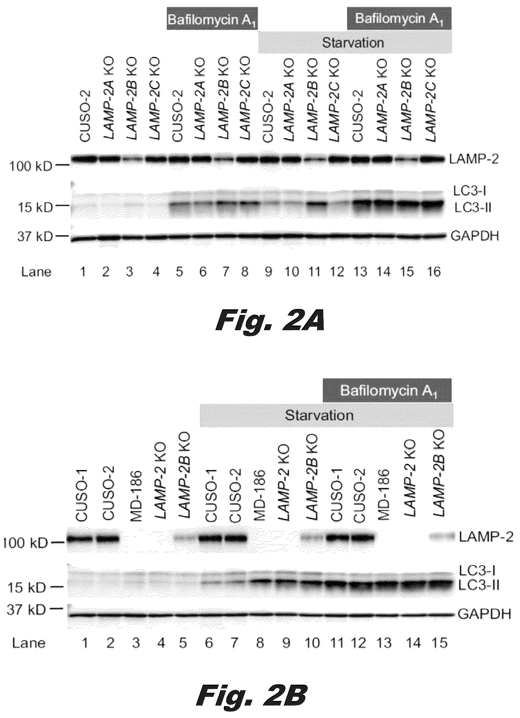 Patent US12319928 Figure 2 – Methods of treating Danon disease