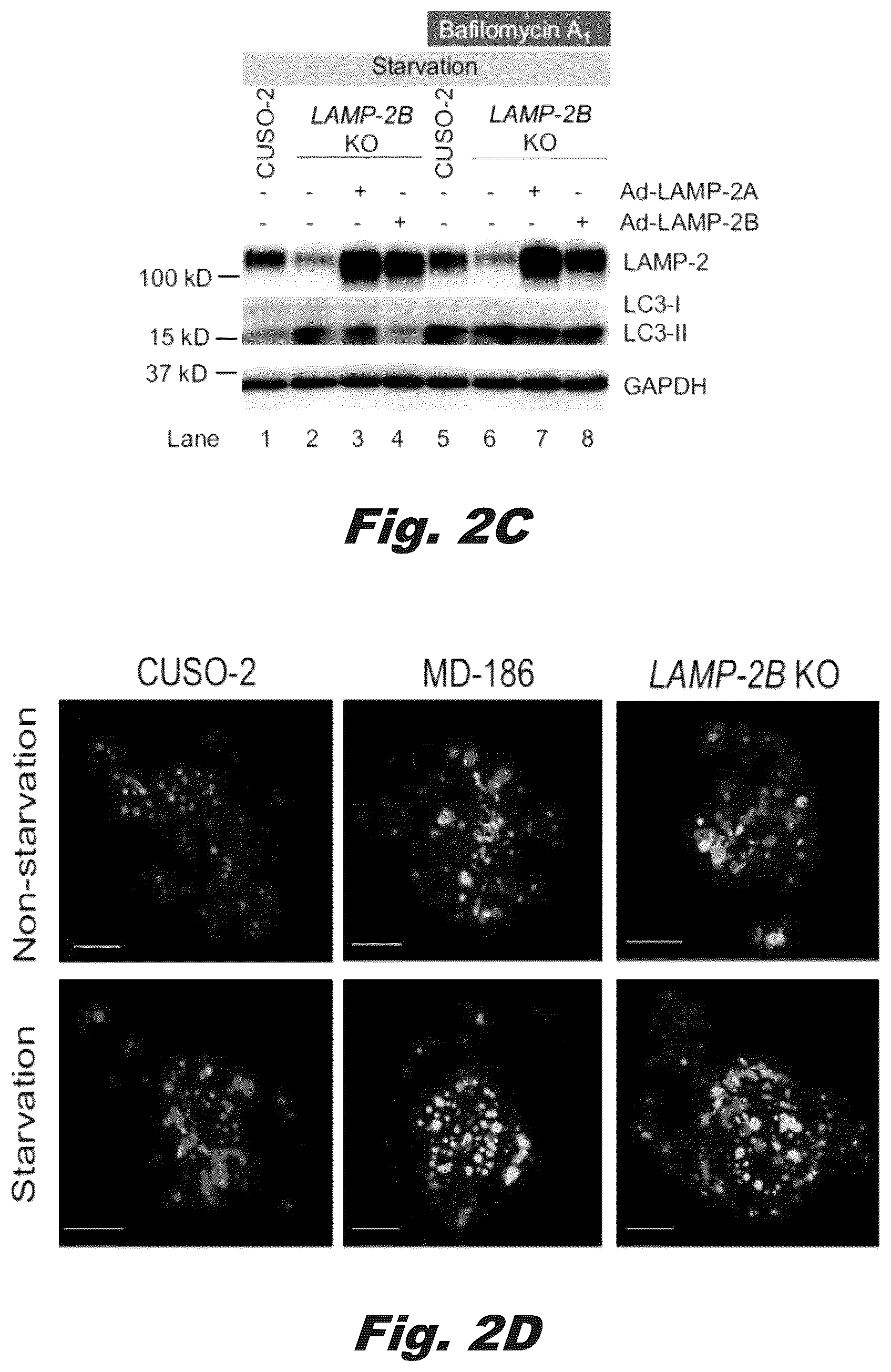 Patent US12319928 Figure 3 – Methods of treating Danon disease
