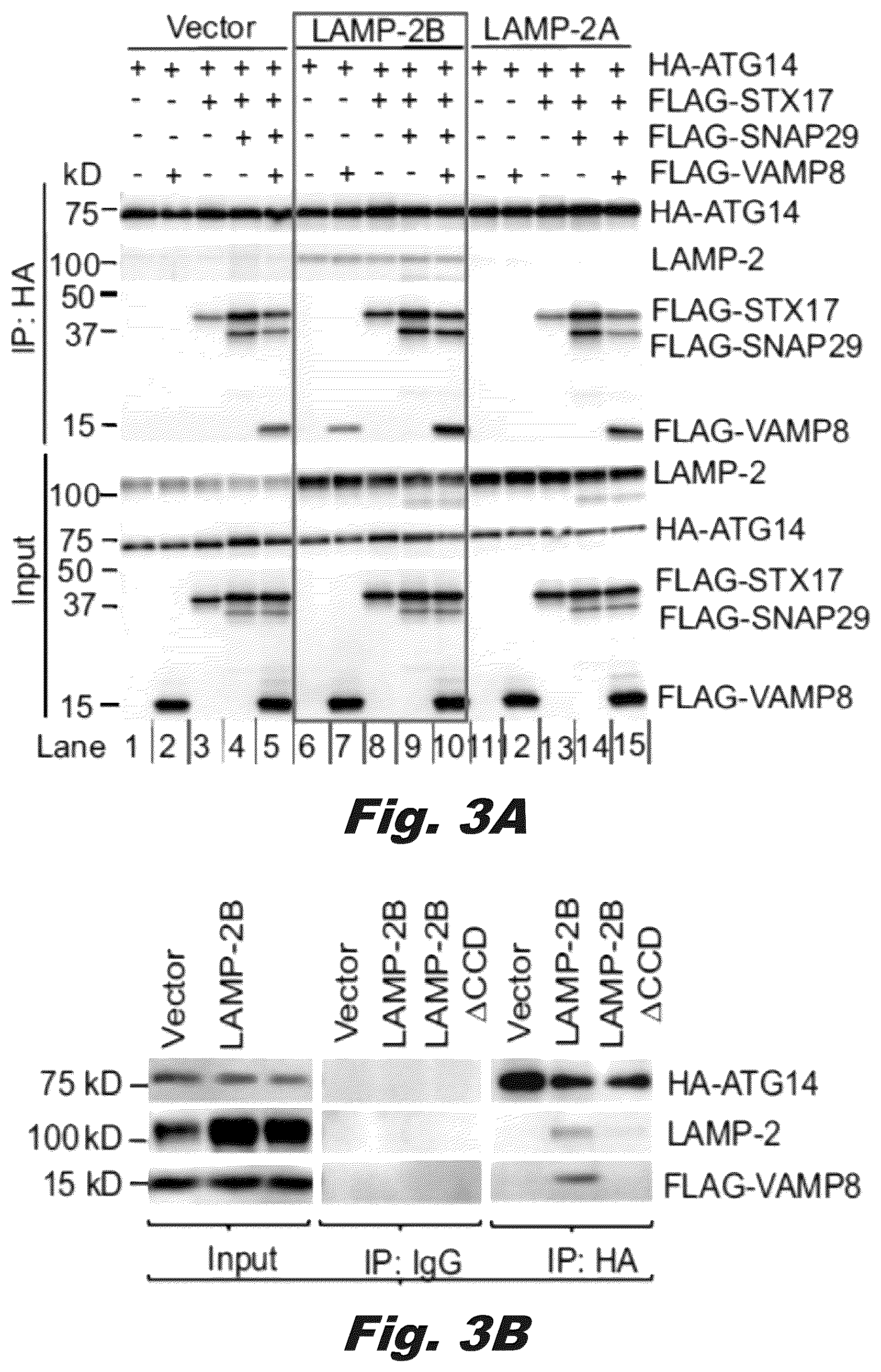 Patent US12319928 Figure 6 – Methods of treating Danon disease