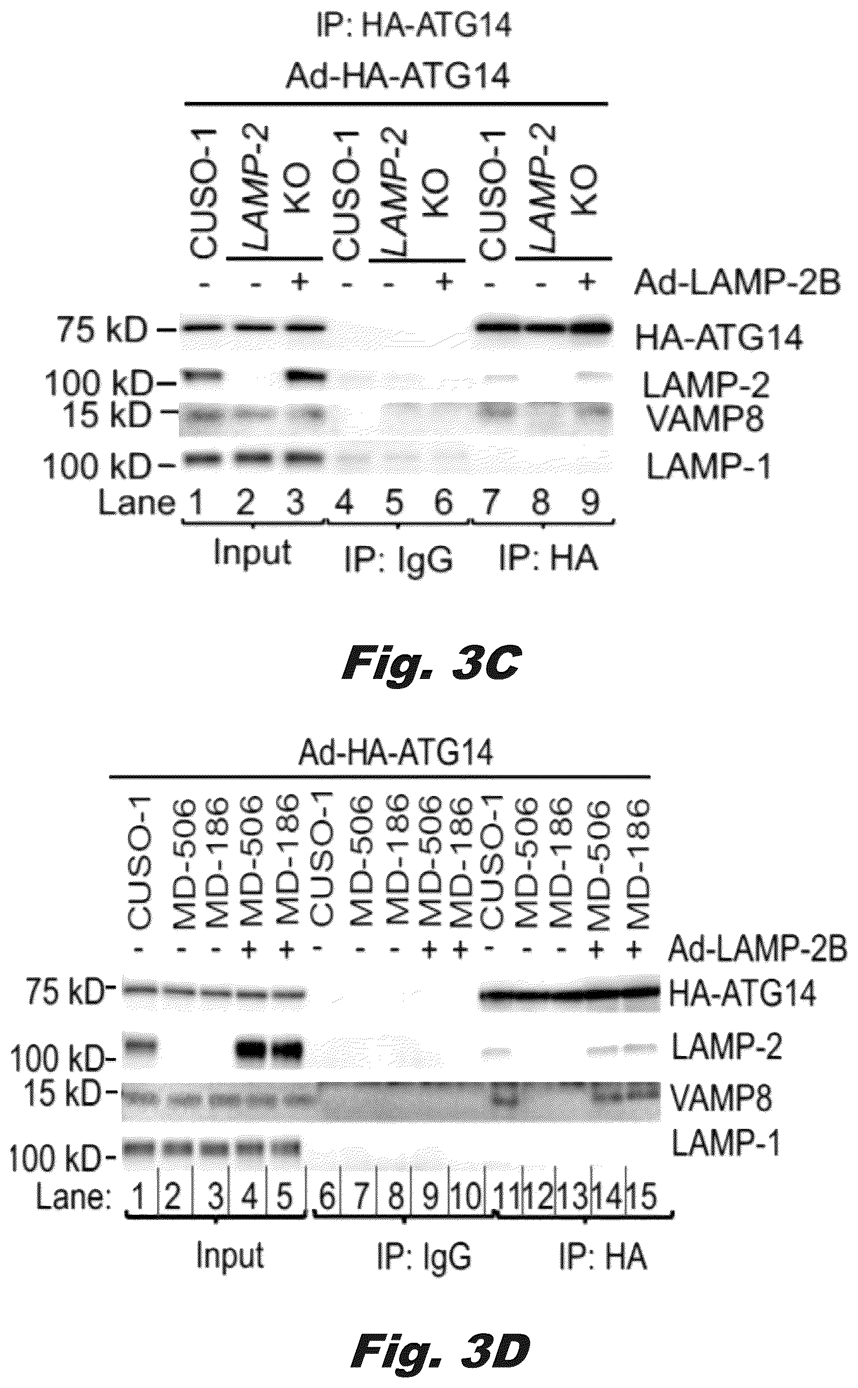 Patent US12319928 Figure 7 – Methods of treating Danon disease