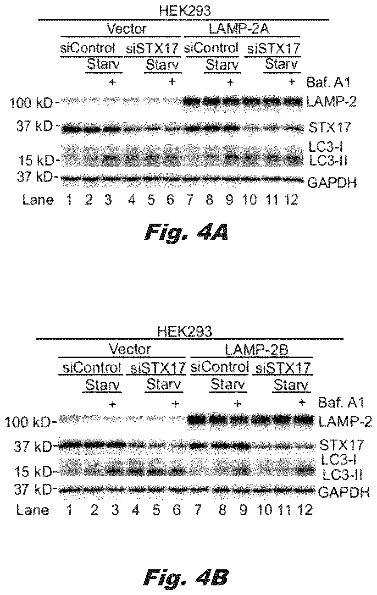 Patent US12319928 Figure 9 – Methods of treating Danon disease