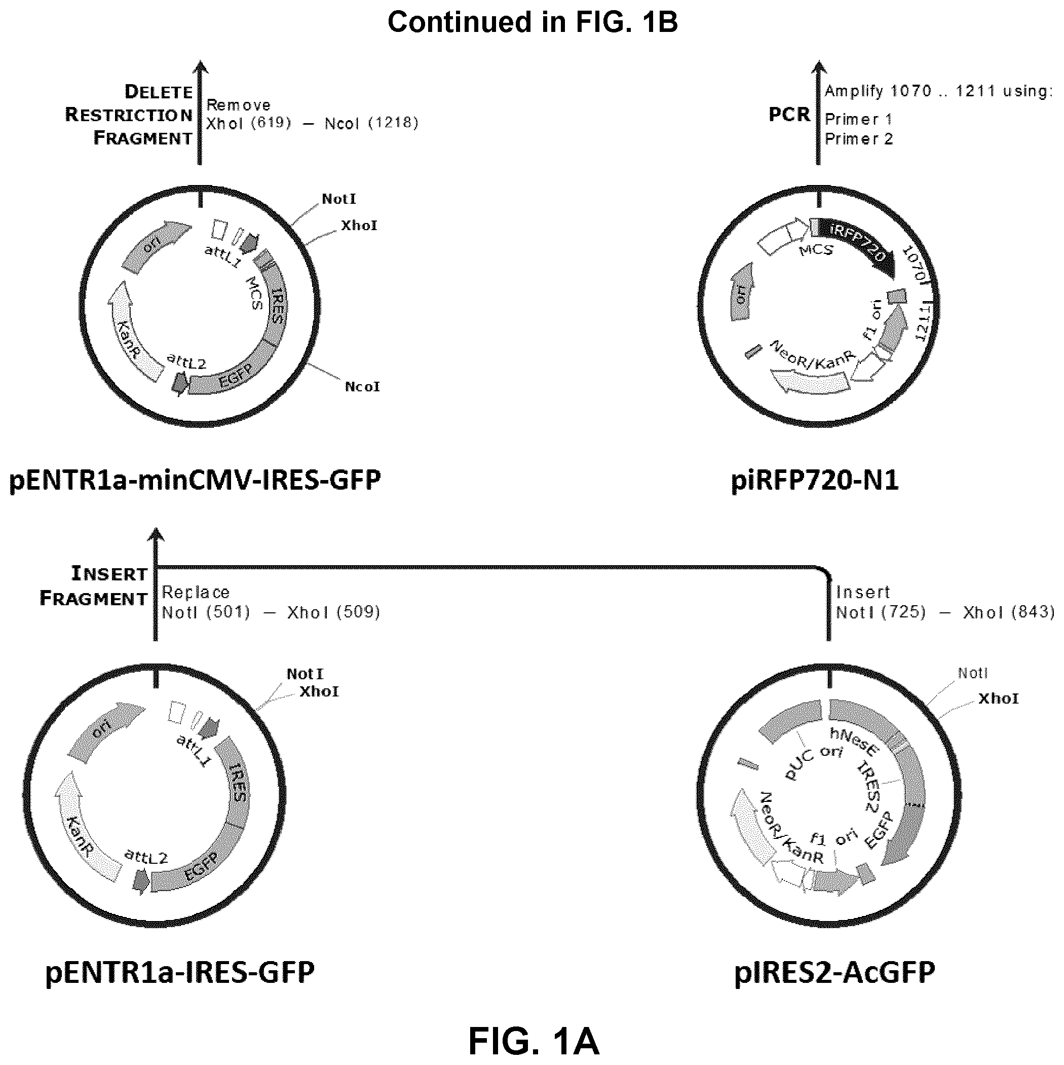 Patent US12319930 Figure 1 – Cell specific transcriptional regulatory sequences and uses thereof