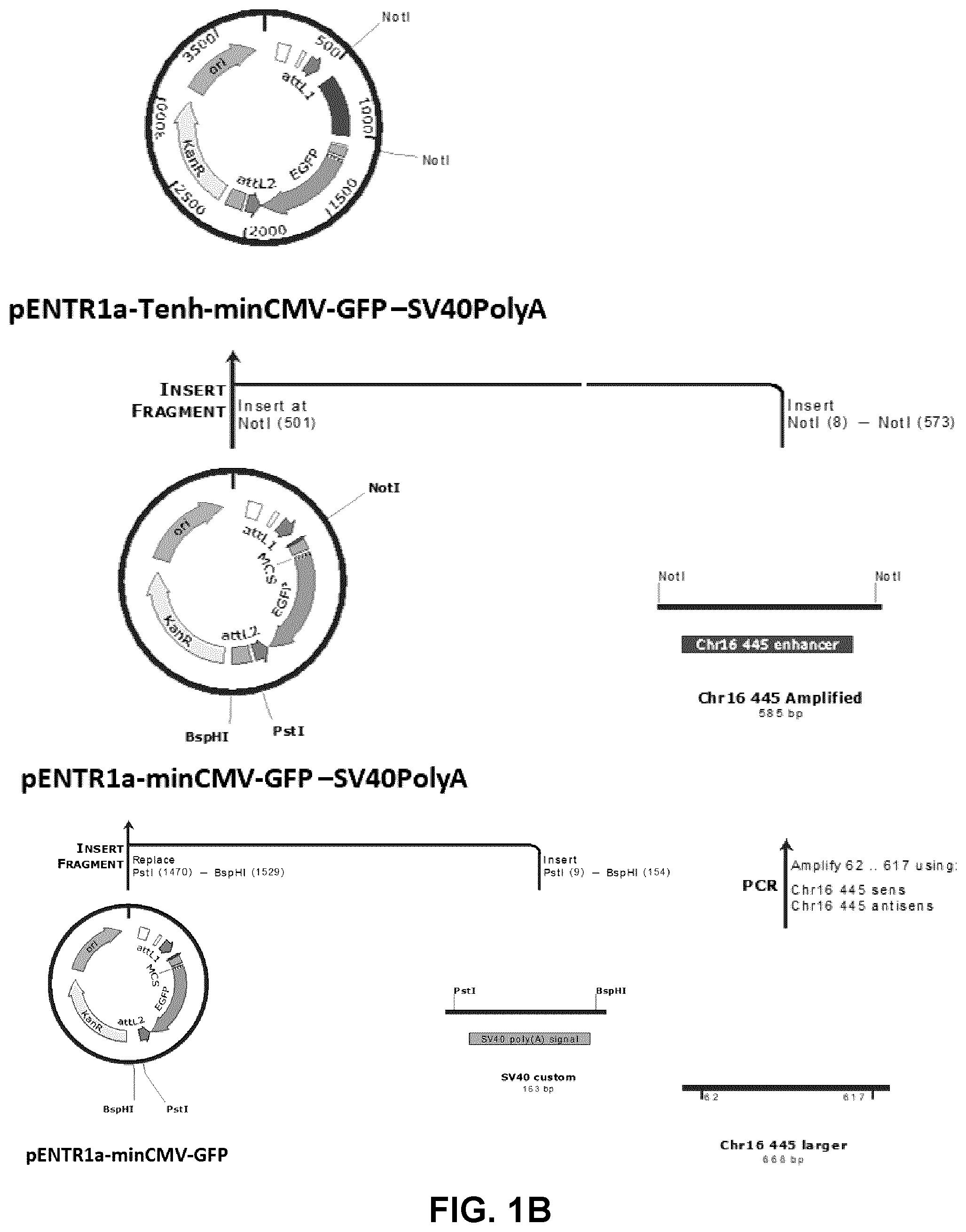 Patent US12319930 Figure 2 – Cell specific transcriptional regulatory sequences and uses thereof