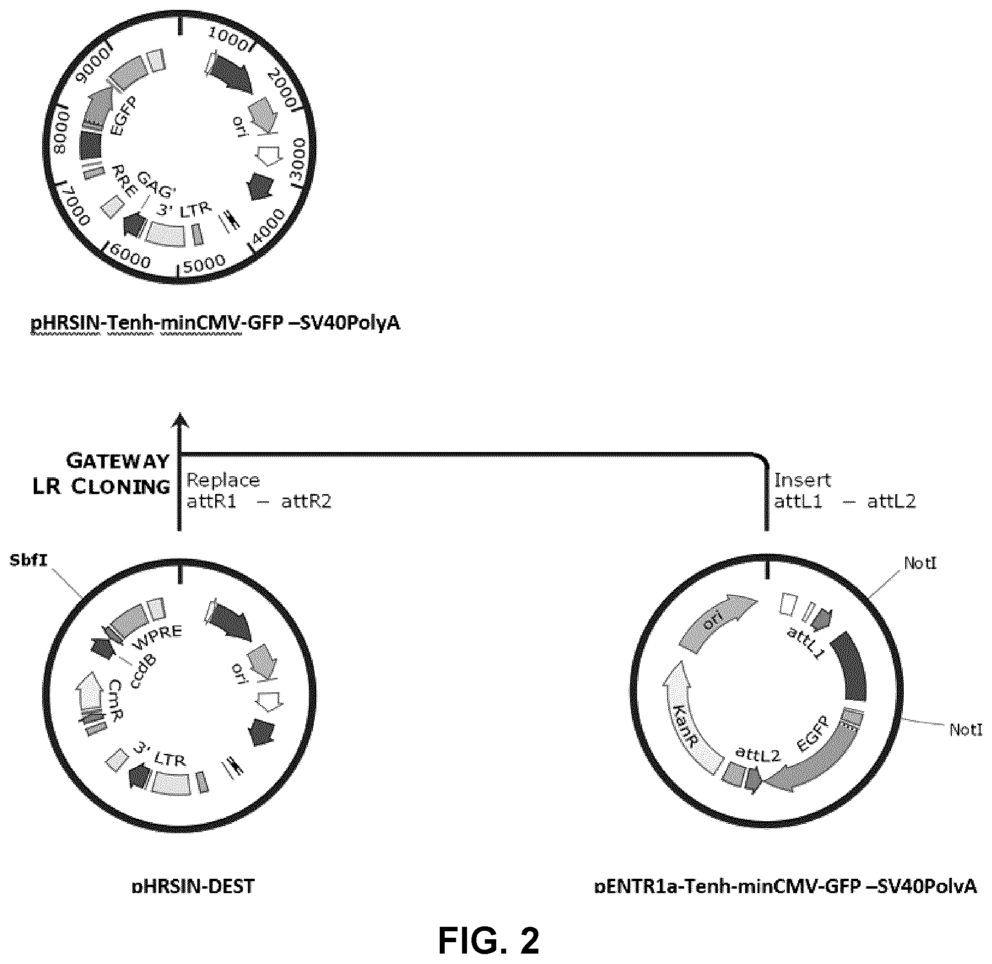Patent US12319930 Figure 3 – Cell specific transcriptional regulatory sequences and uses thereof