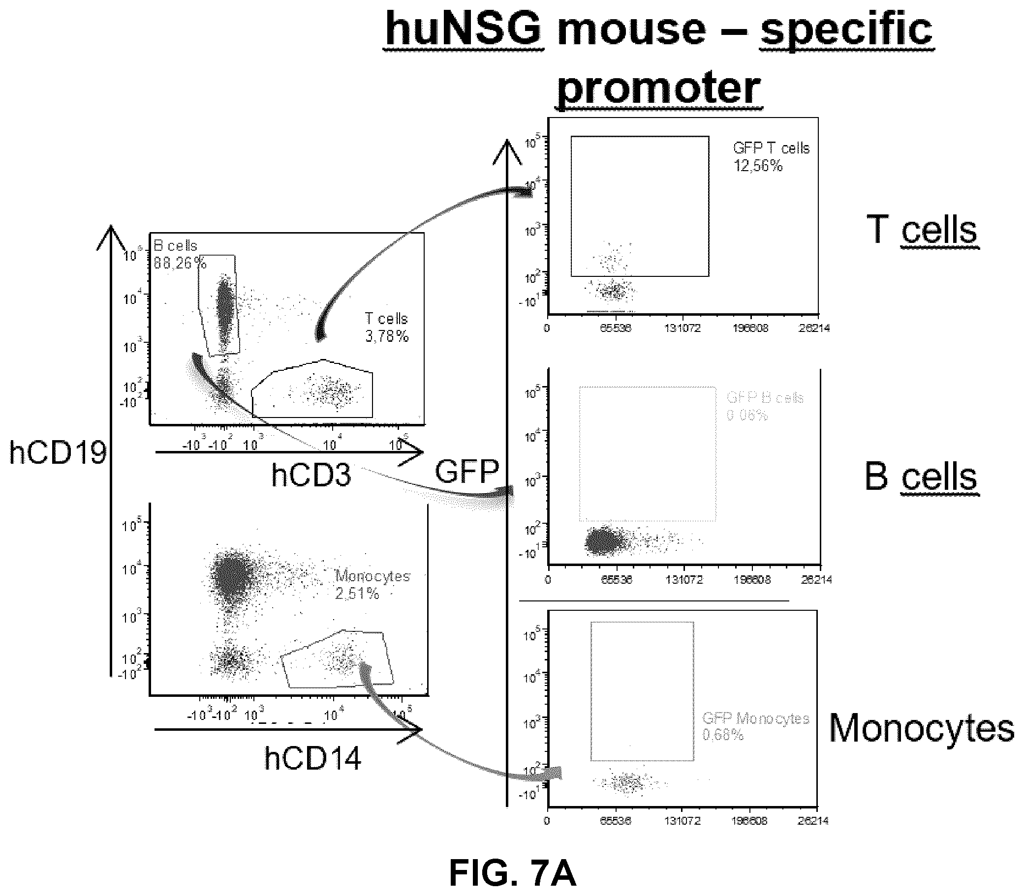 Patent US12319930 Figure 8 – Cell specific transcriptional regulatory sequences and uses thereof