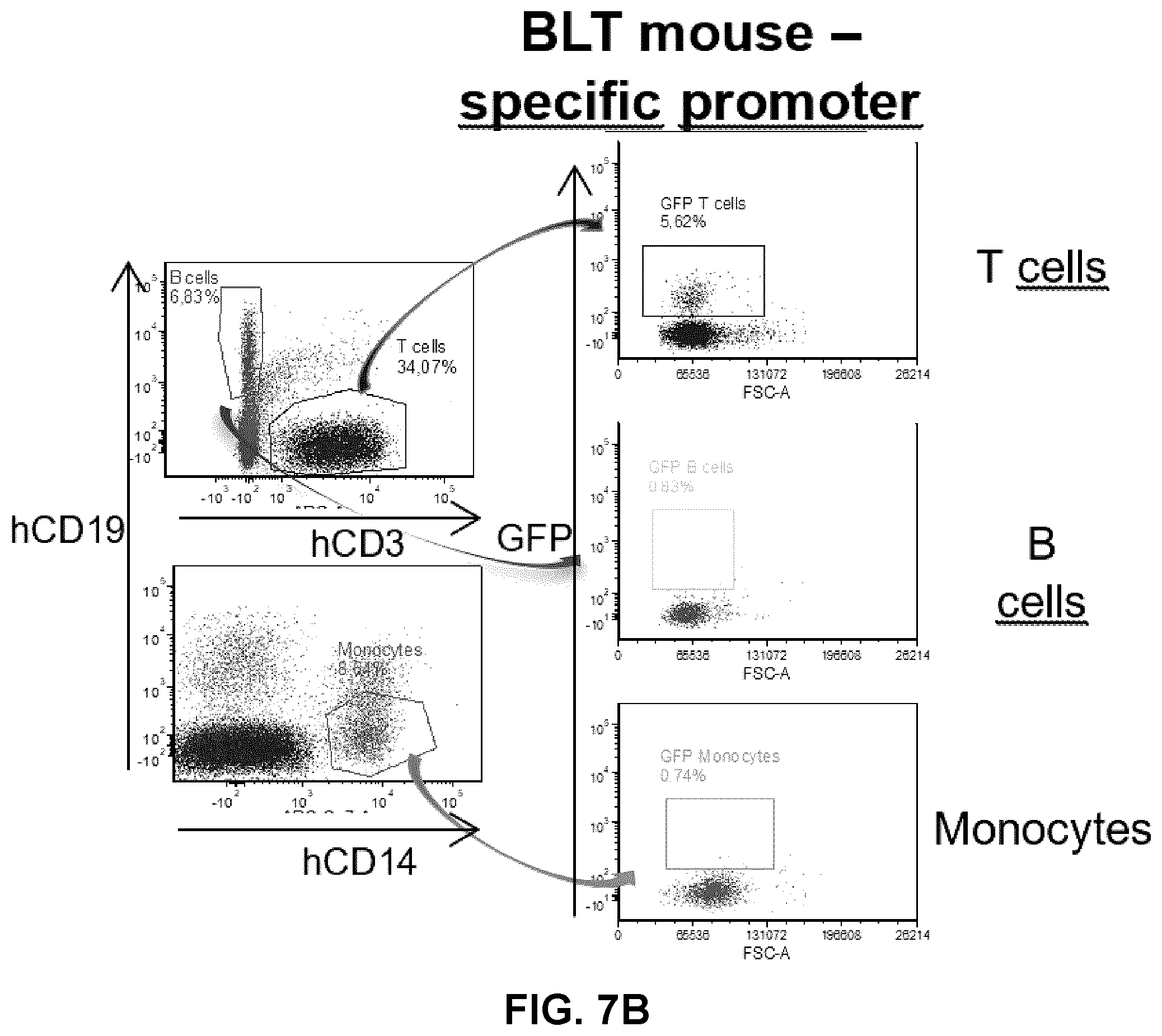 Patent US12319930 Figure 9 – Cell specific transcriptional regulatory sequences and uses thereof