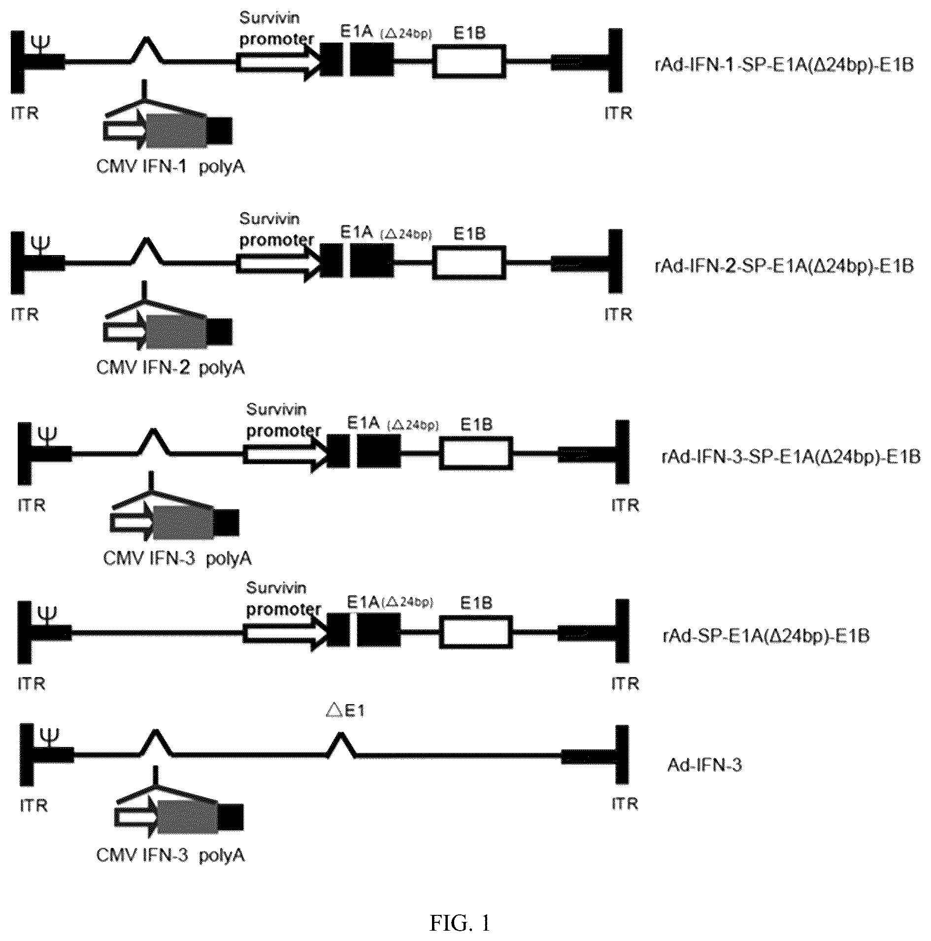 Patent US12319931 Figure 1 – Oncolytic virus expressing interferon and application therefor