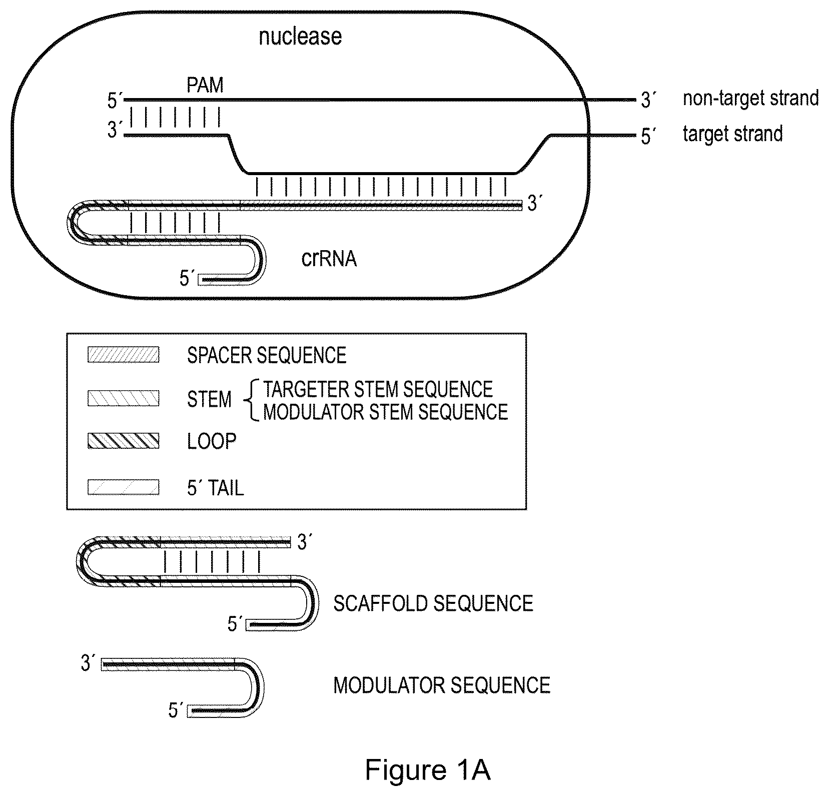 Patent US12319932 Figure 1 – Compositions and methods for targeting, editing, or modifying genes