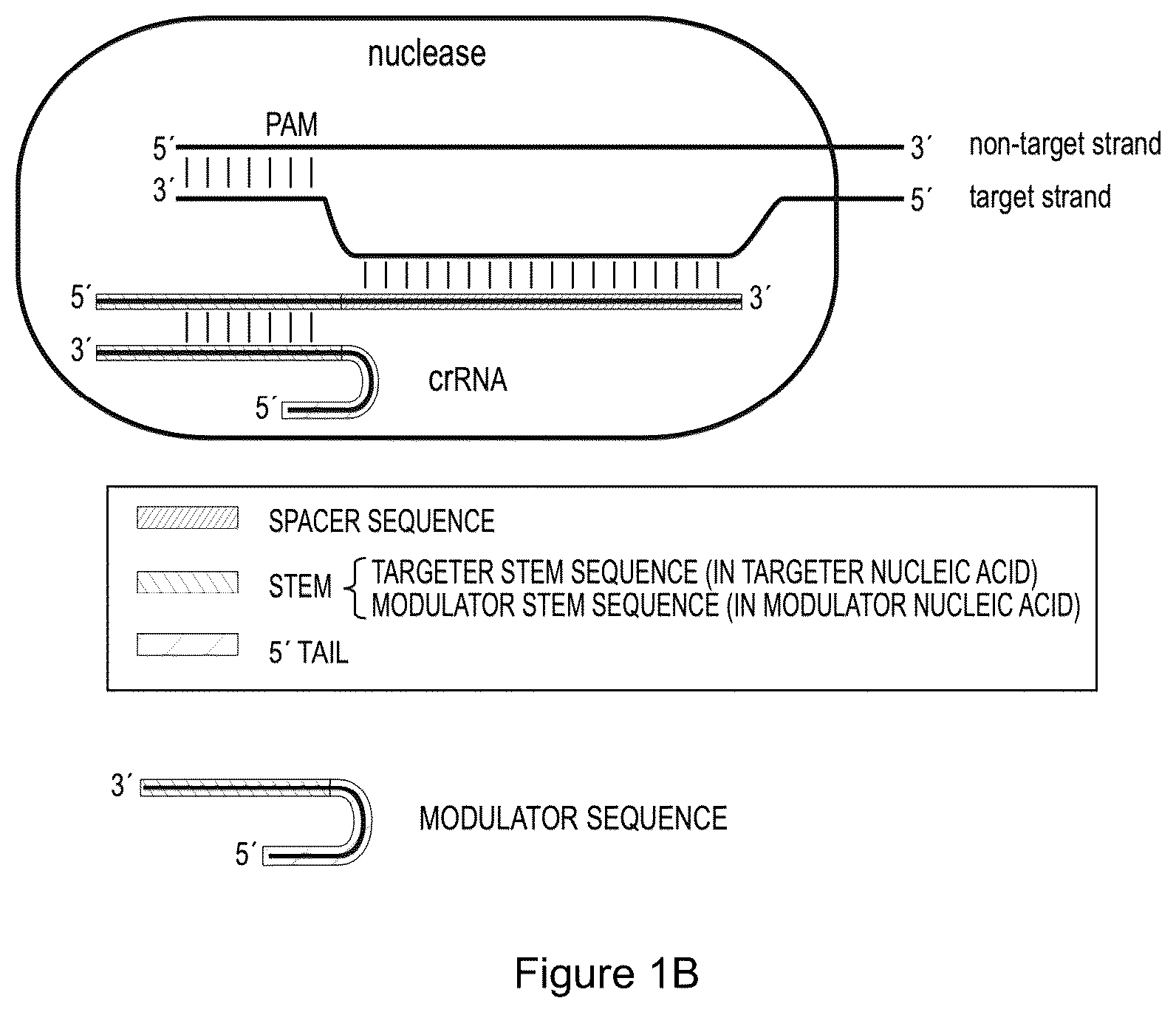 Patent US12319932 Figure 2 – Compositions and methods for targeting, editing, or modifying genes