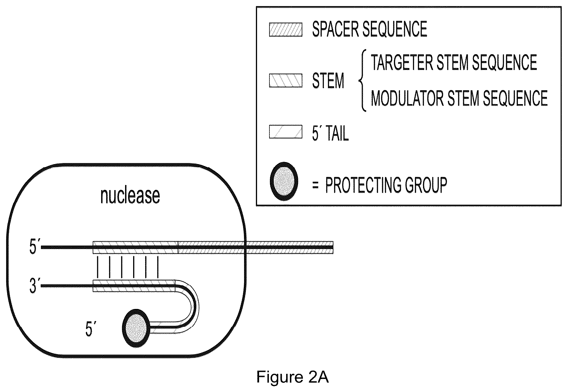 Patent US12319932 Figure 3 – Compositions and methods for targeting, editing, or modifying genes