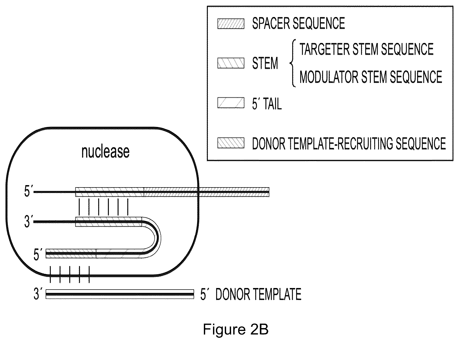 Patent US12319932 Figure 4 – Compositions and methods for targeting, editing, or modifying genes