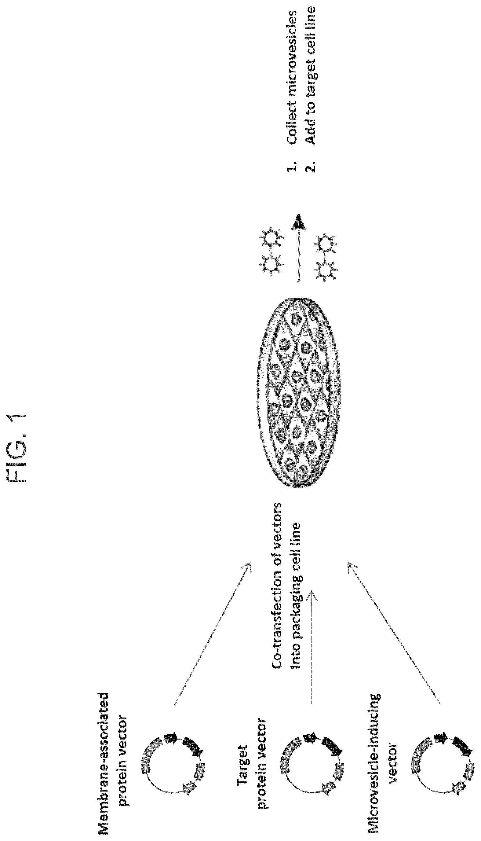 Patent US12319934 Figure 1 – Protein enriched microvesicles and methods of making and using the same