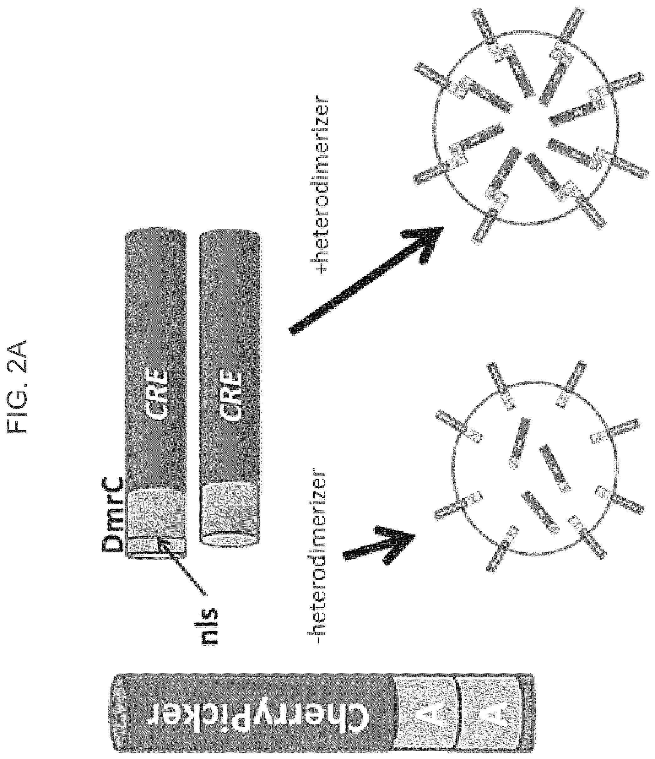 Patent US12319934 Figure 2 – Protein enriched microvesicles and methods of making and using the same
