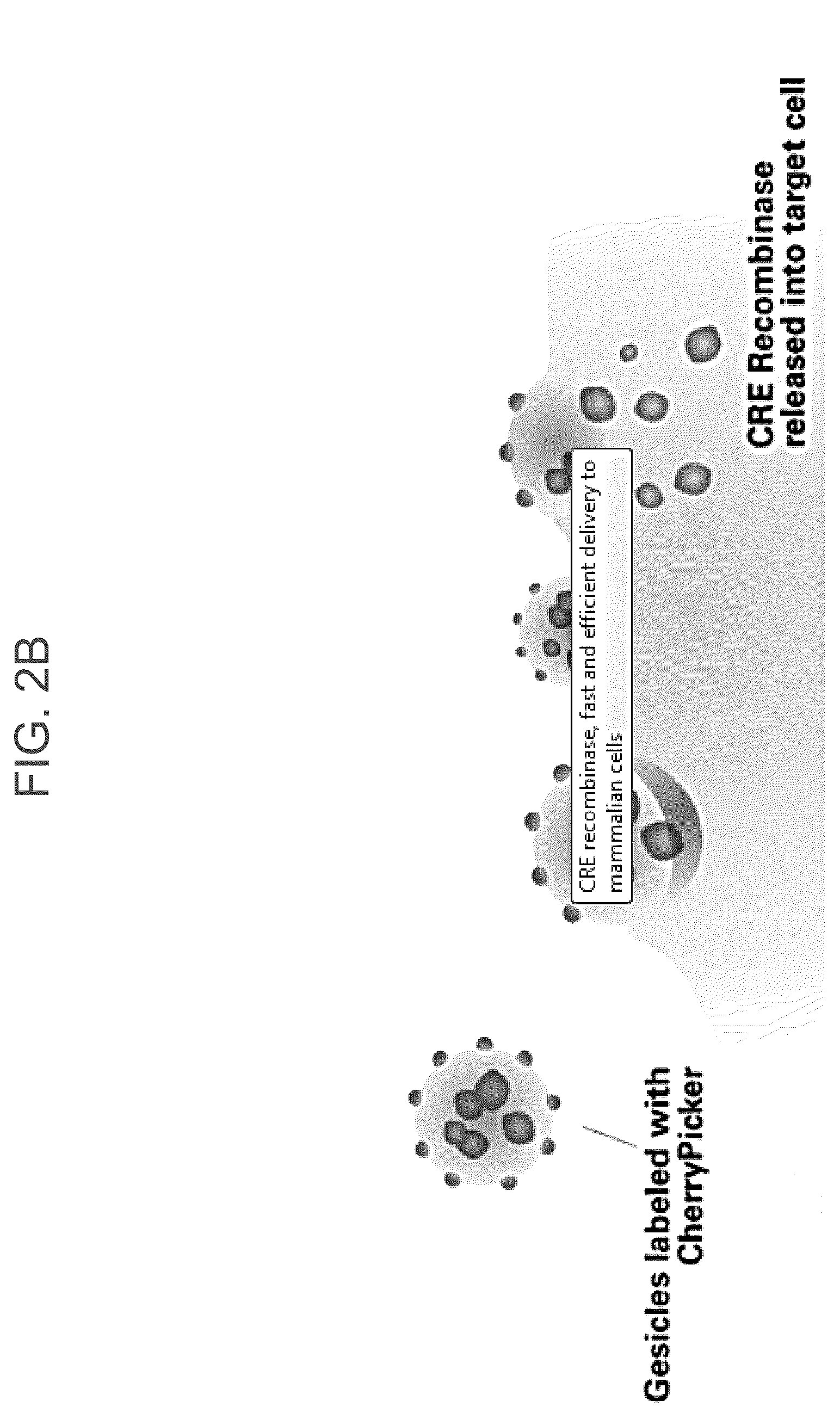 Patent US12319934 Figure 3 – Protein enriched microvesicles and methods of making and using the same