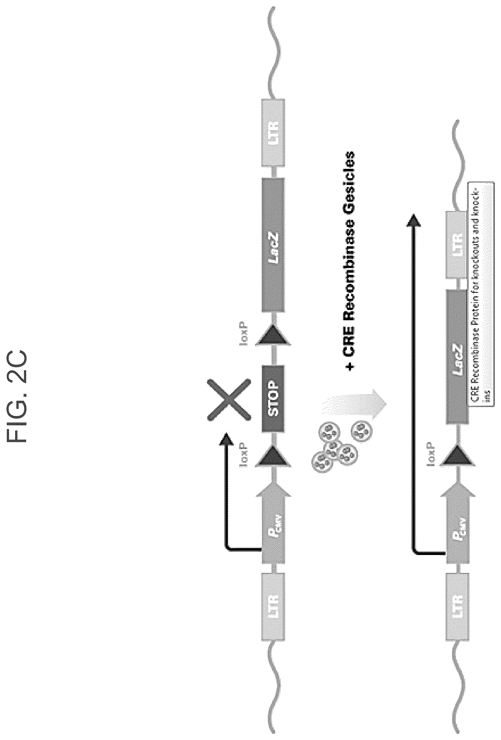 Patent US12319934 Figure 4 – Protein enriched microvesicles and methods of making and using the same