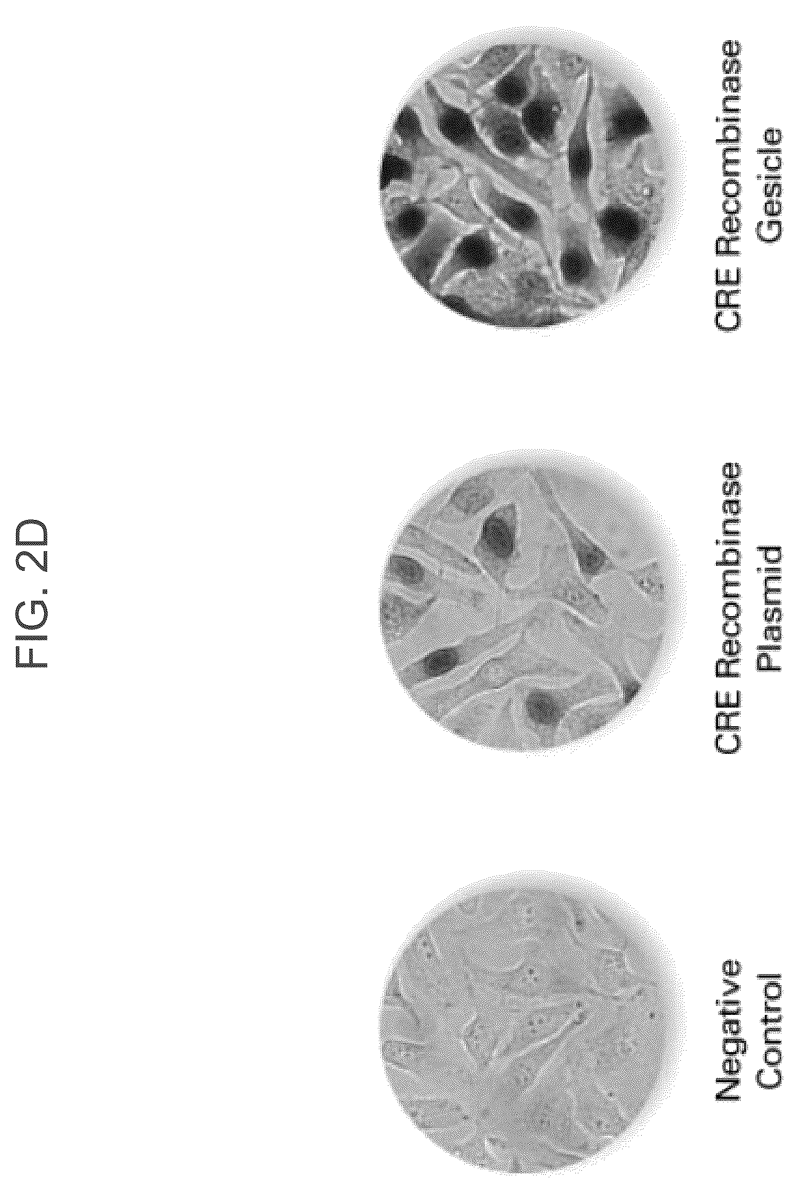 Patent US12319934 Figure 5 – Protein enriched microvesicles and methods of making and using the same