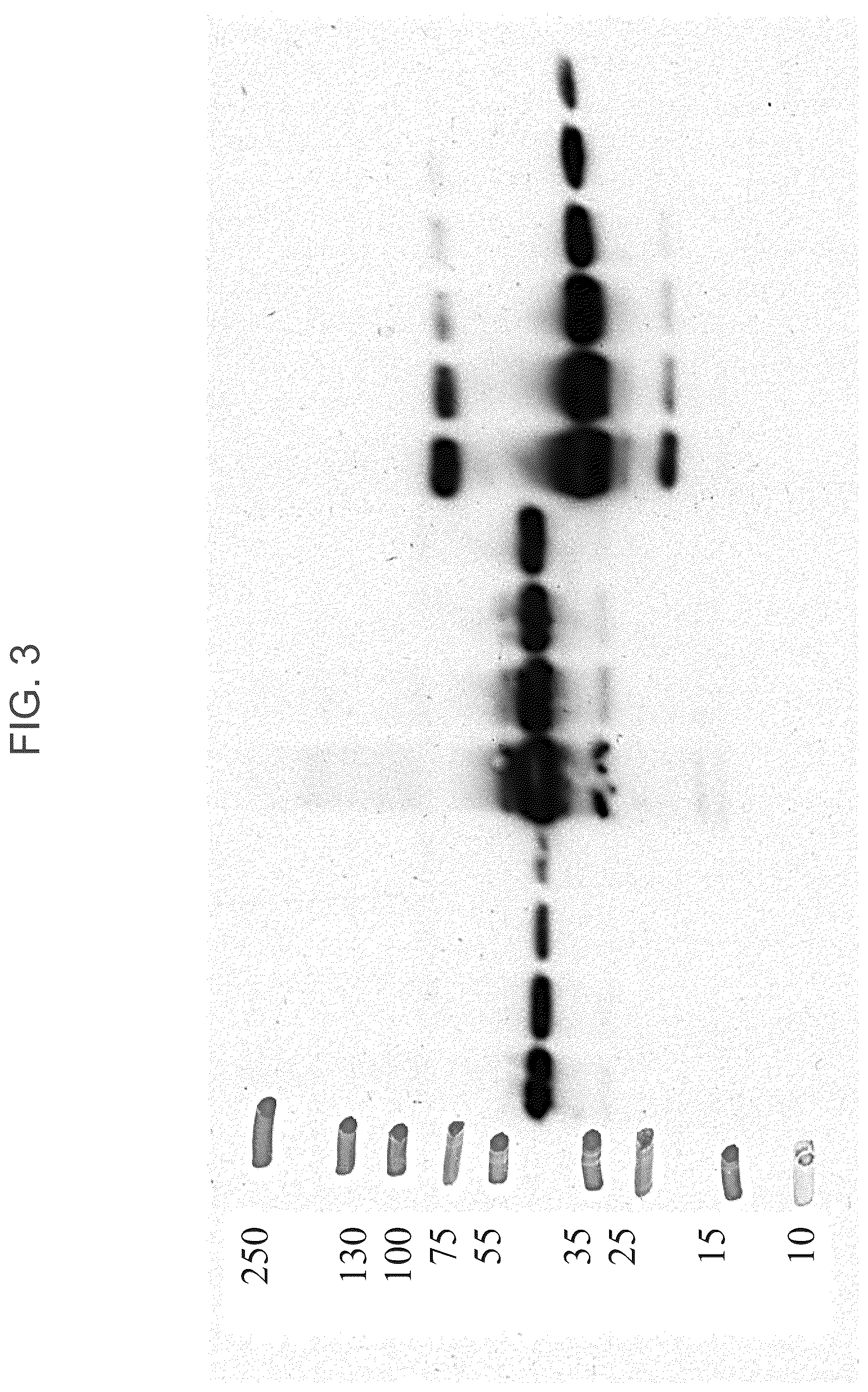 Patent US12319934 Figure 6 – Protein enriched microvesicles and methods of making and using the same