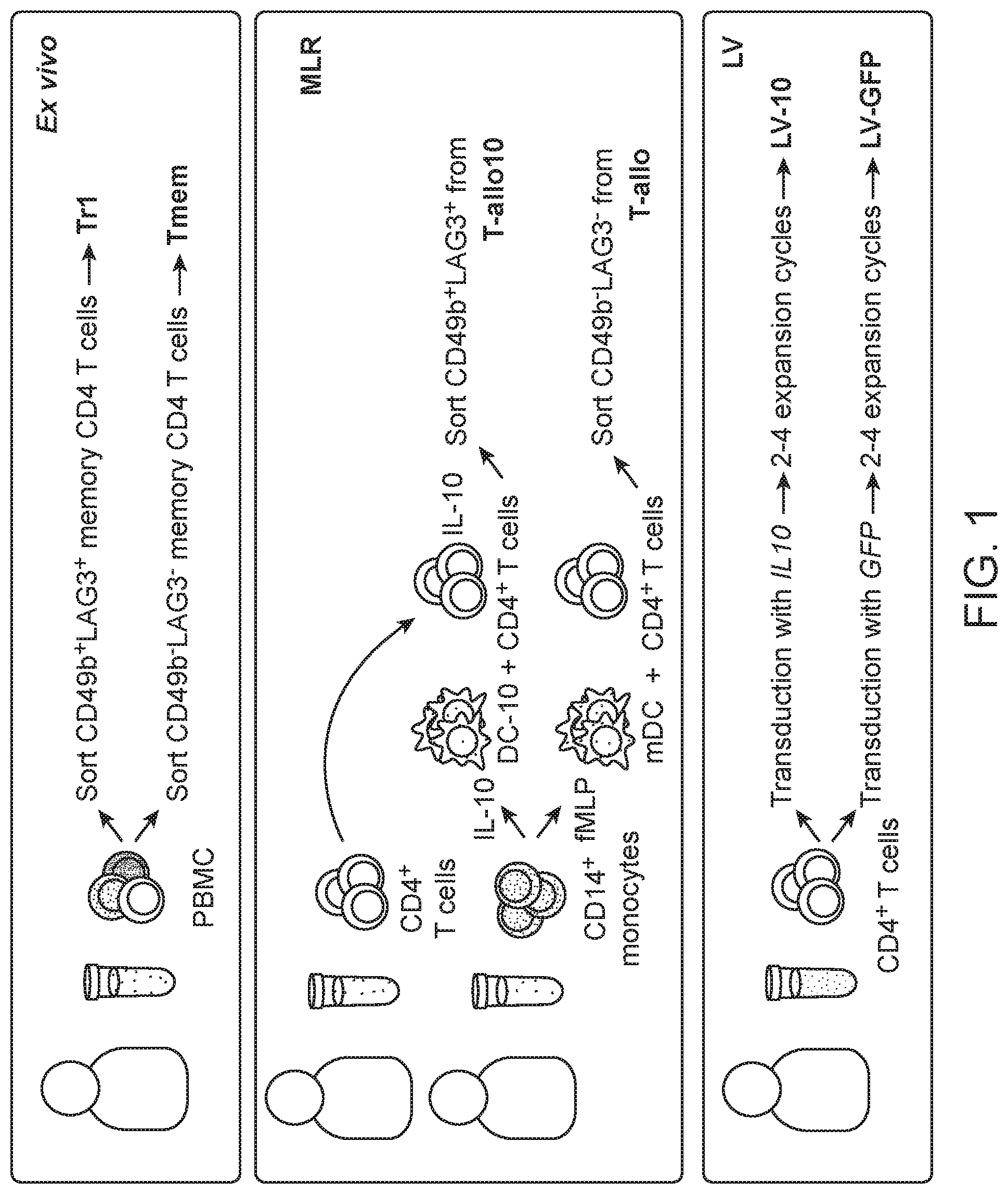 Patent US12319935 — Generation of type 1 regulatory T cells through transcription factor targeting — Figure 1