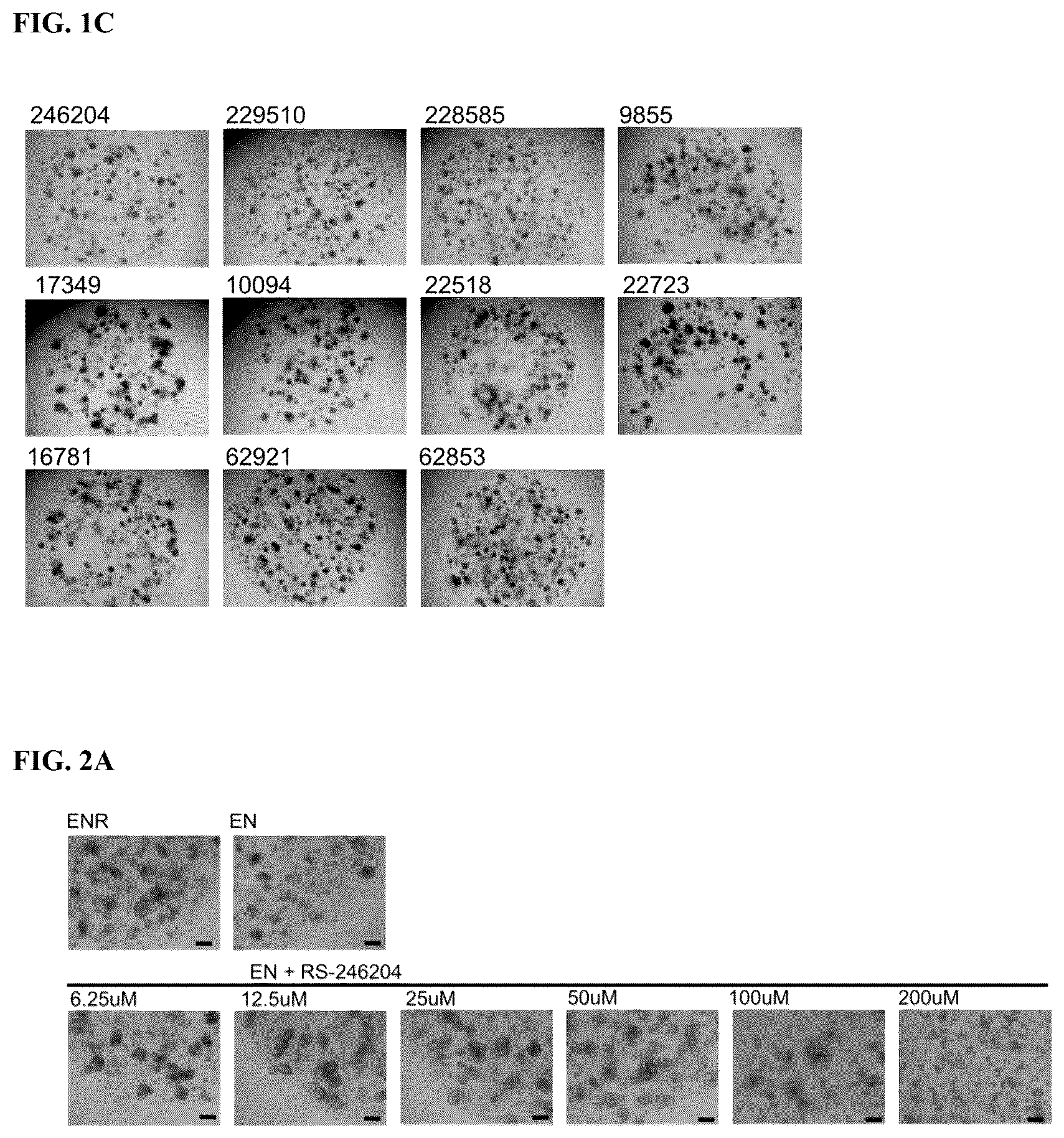 Patent US12319937 Figure 2 – Composition and method for culturing organoids