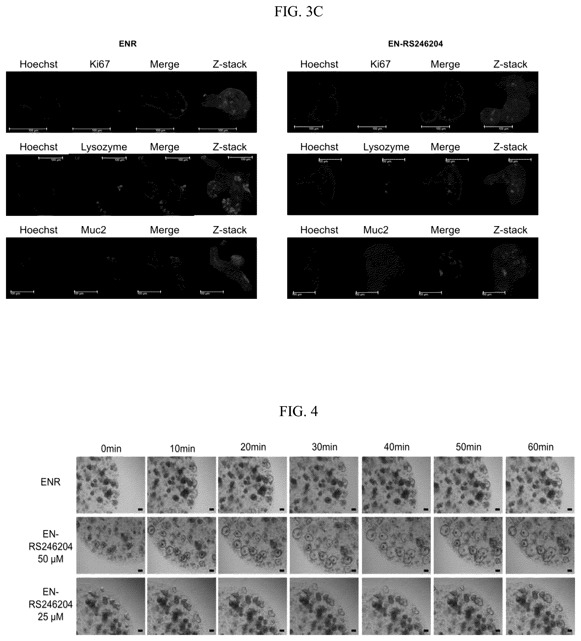 Patent US12319937 Figure 6 – Composition and method for culturing organoids