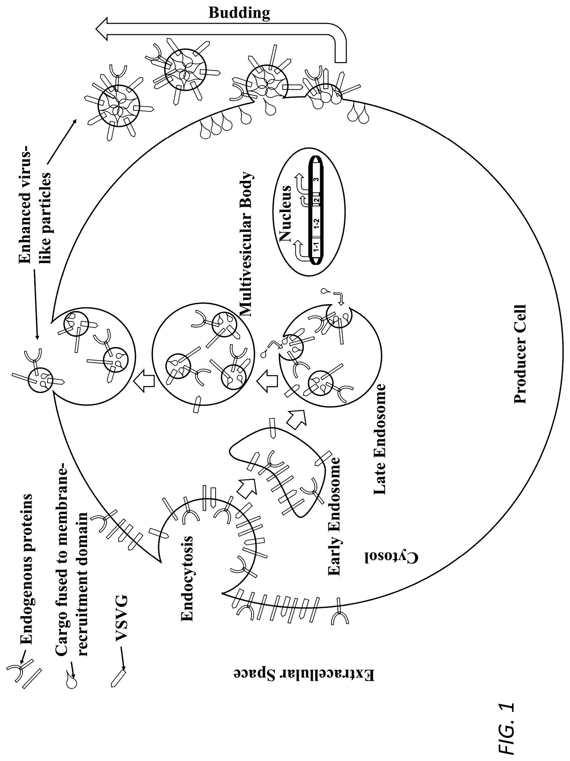 Patent US12319938 Figure 1 – Enhanced virus-like particles and methods of use thereof for delivery to cells