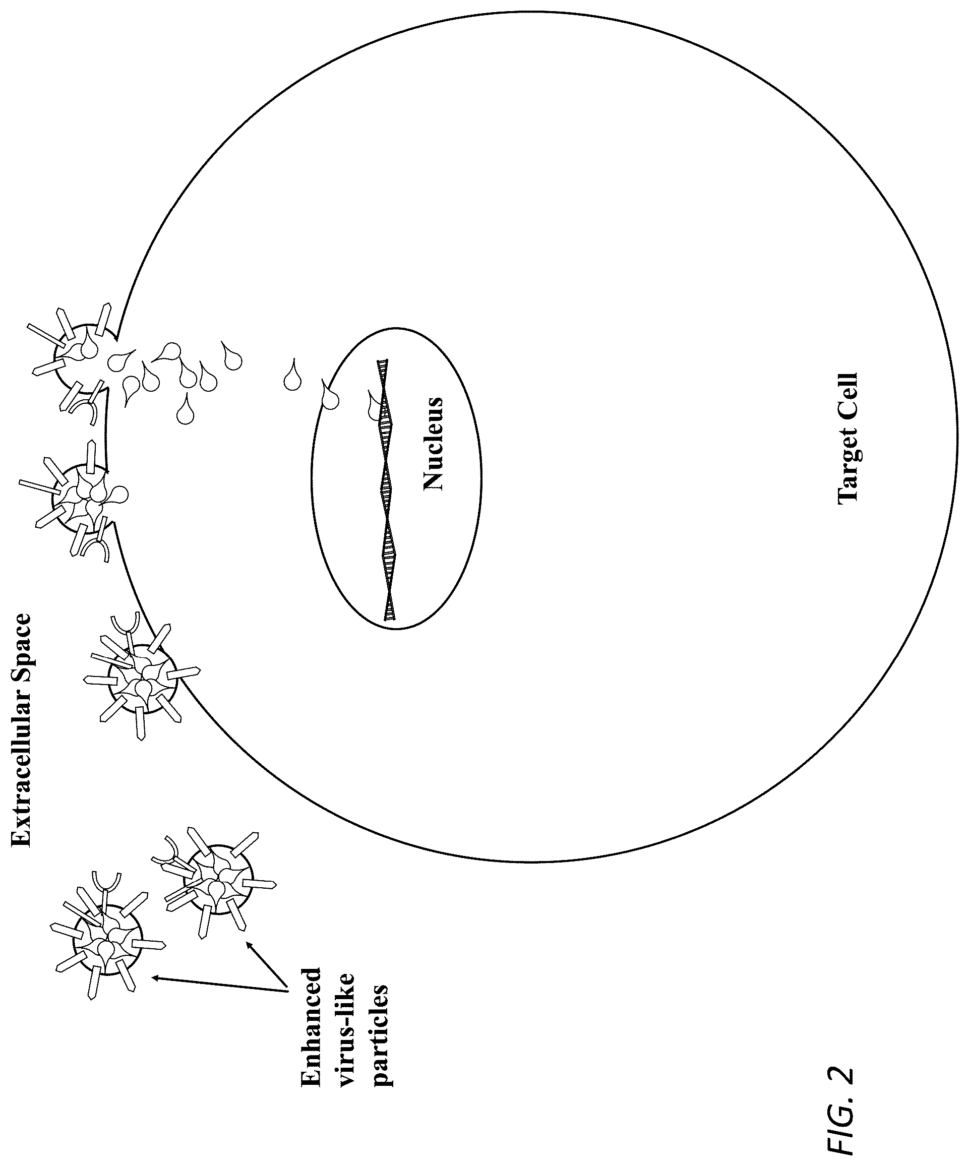 Patent US12319938 Figure 2 – Enhanced virus-like particles and methods of use thereof for delivery to cells