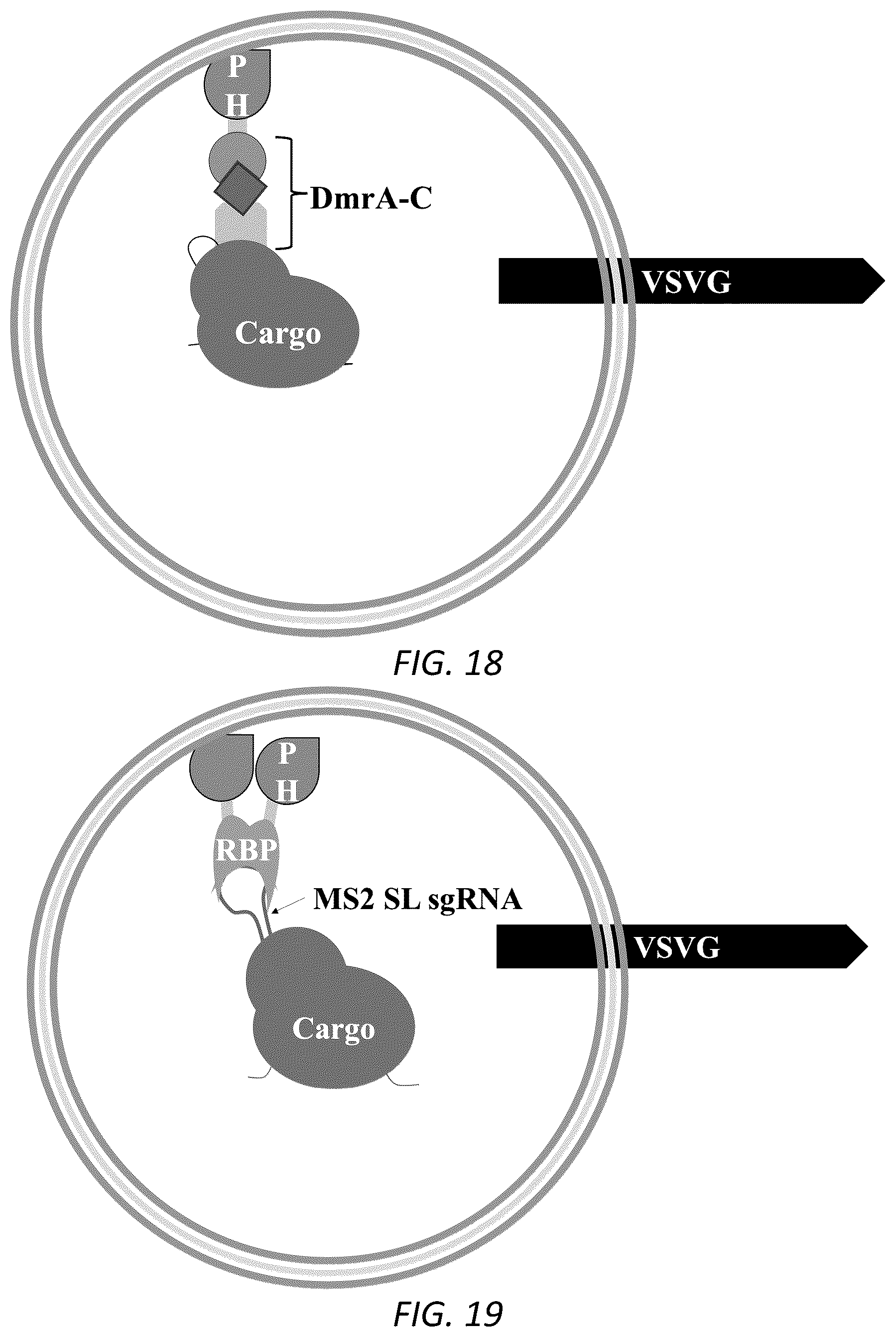 Patent US12319938 Figure 13 – Enhanced virus-like particles and methods of use thereof for delivery to cells
