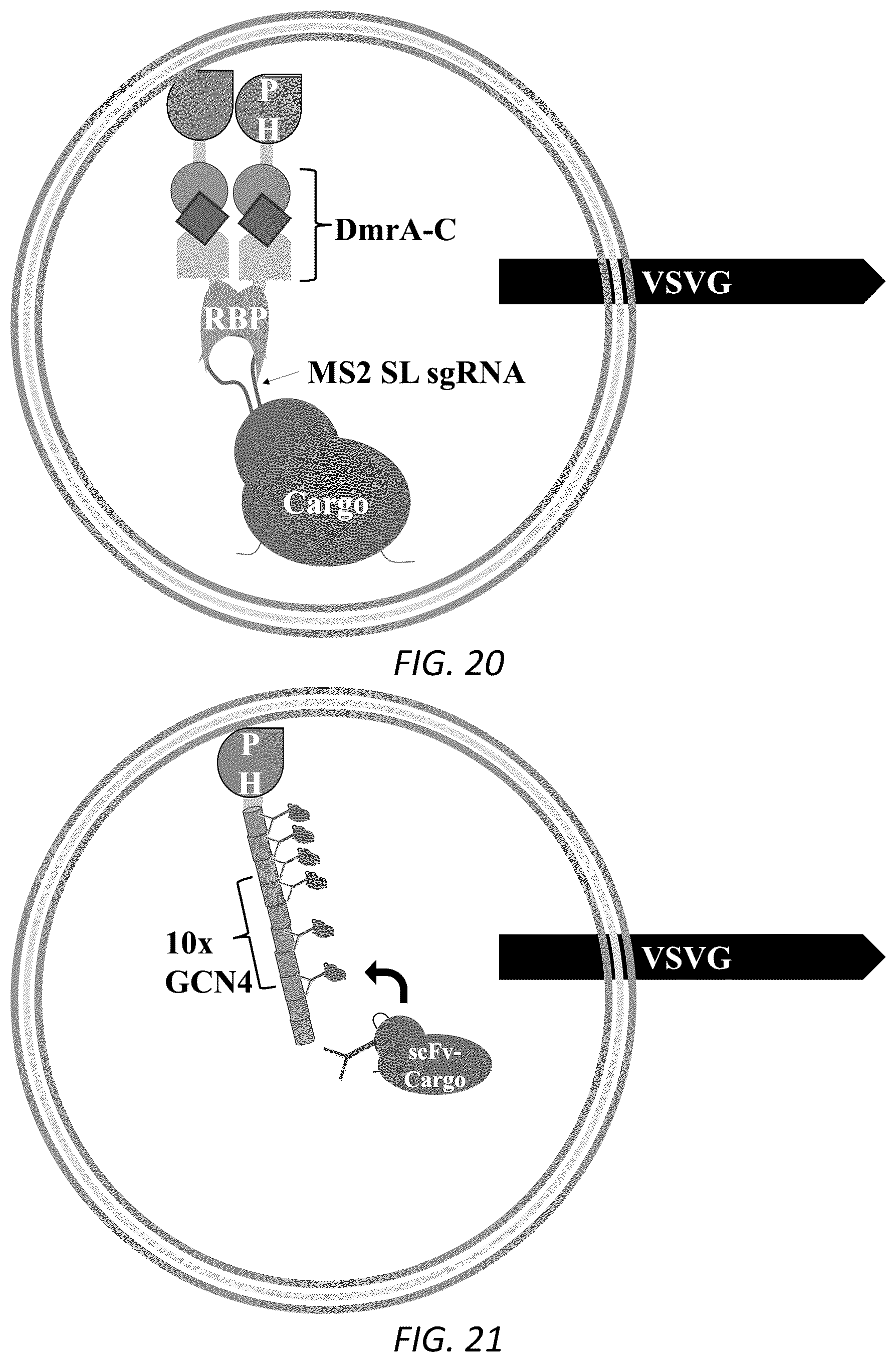 Patent US12319938 Figure 14 – Enhanced virus-like particles and methods of use thereof for delivery to cells