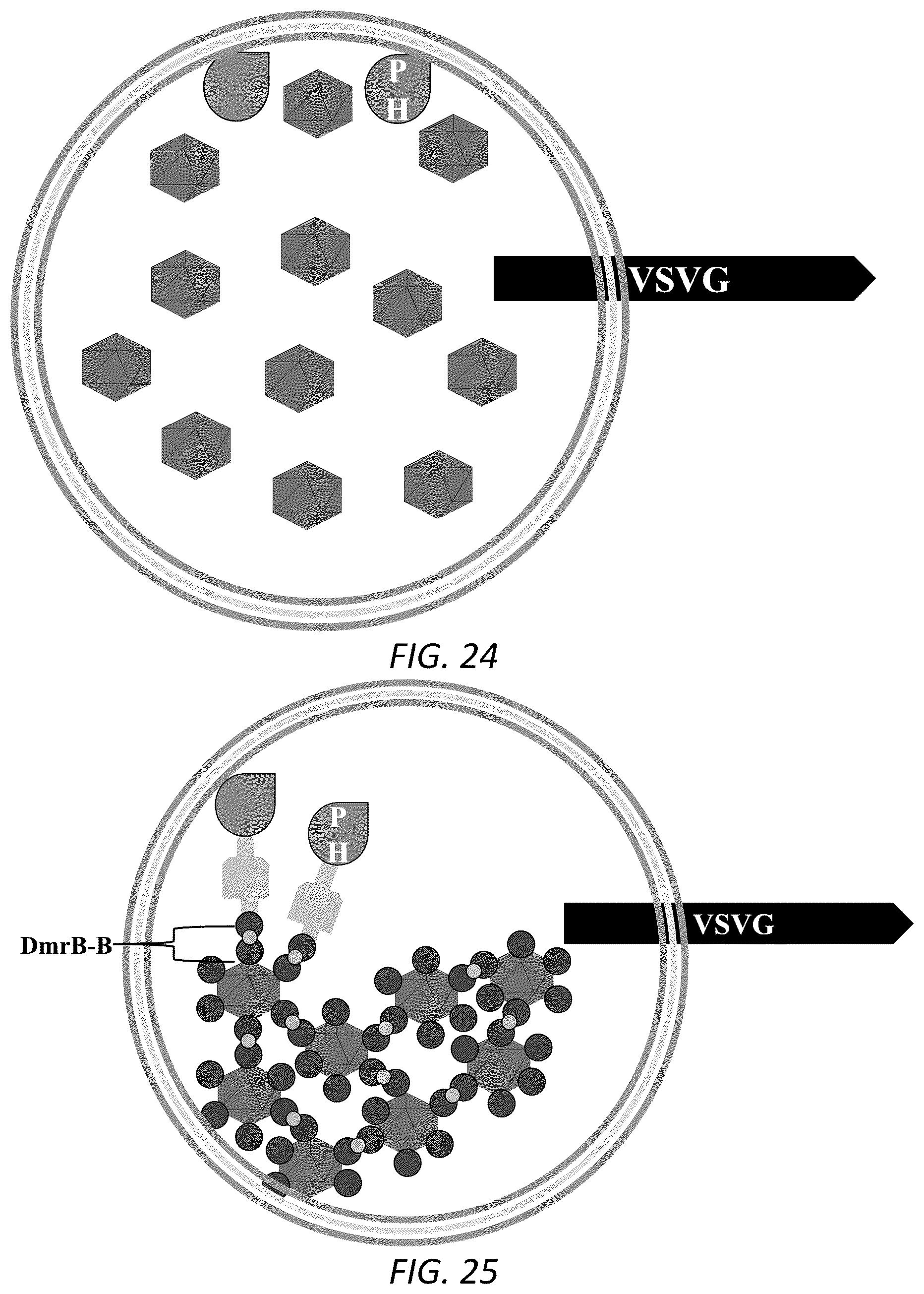 Patent US12319938 Figure 16 – Enhanced virus-like particles and methods of use thereof for delivery to cells