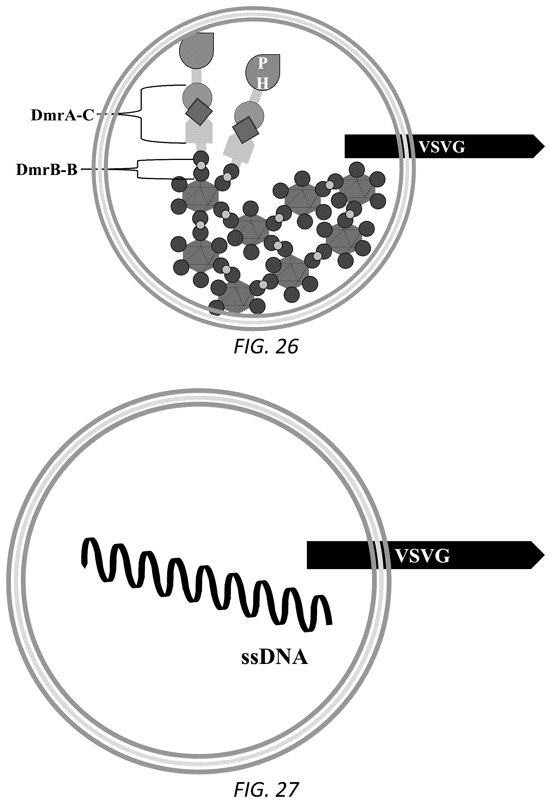 Patent US12319938 Figure 17 – Enhanced virus-like particles and methods of use thereof for delivery to cells