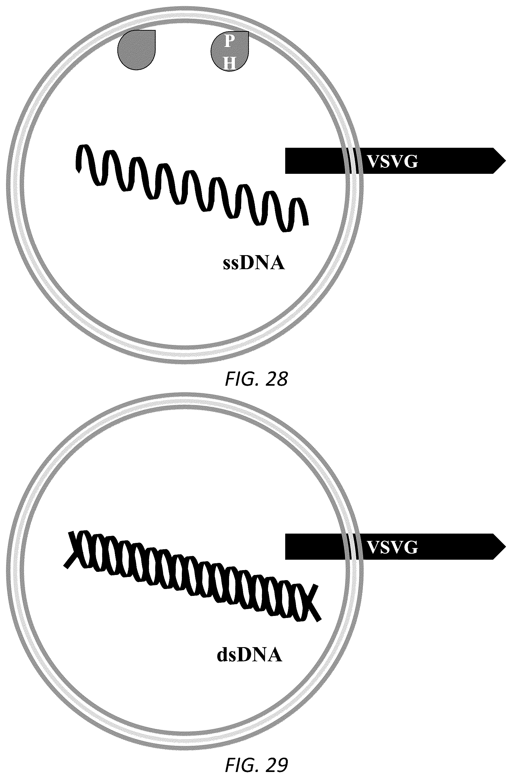 Patent US12319938 Figure 18 – Enhanced virus-like particles and methods of use thereof for delivery to cells