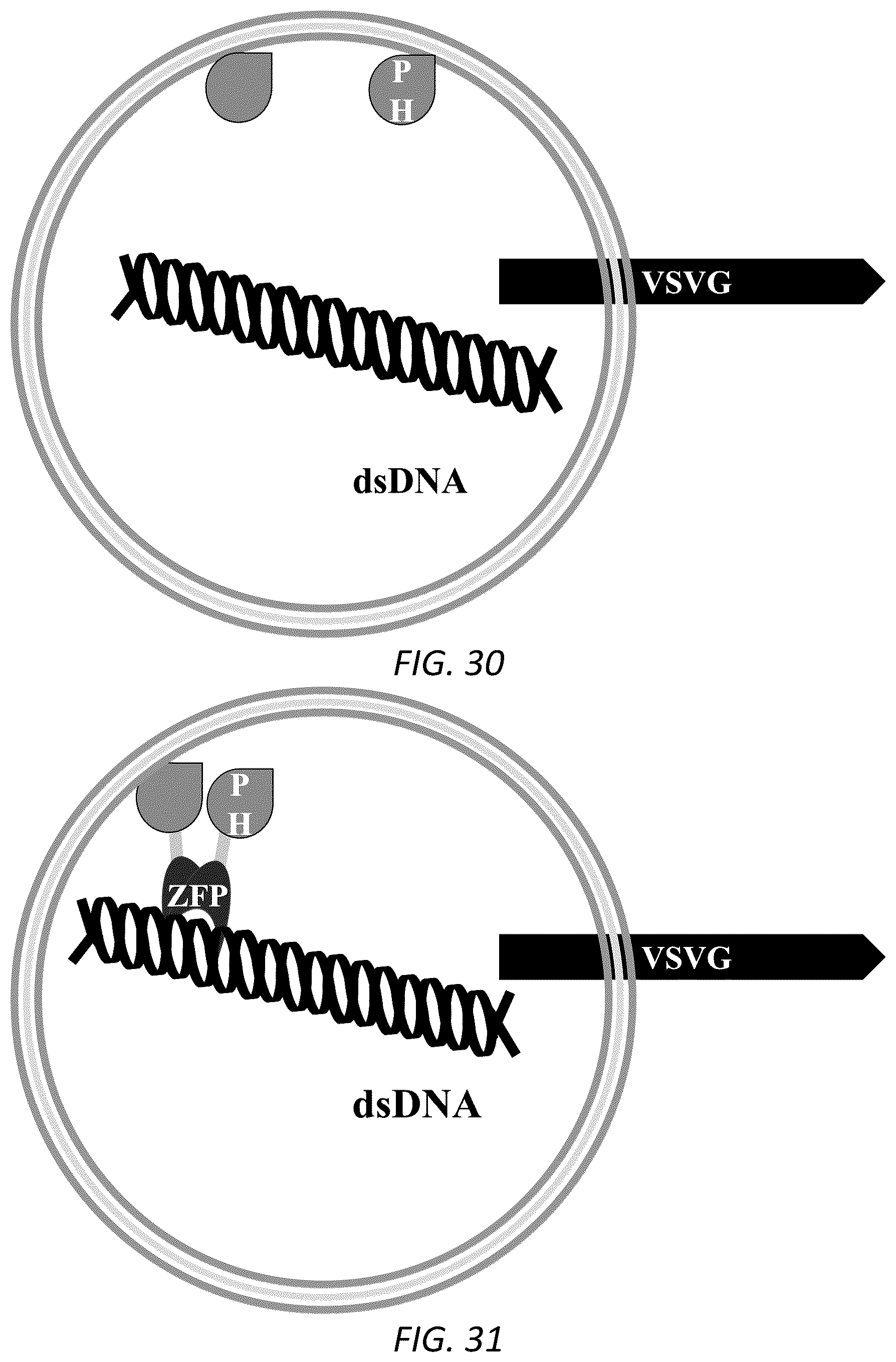 Patent US12319938 Figure 19 – Enhanced virus-like particles and methods of use thereof for delivery to cells