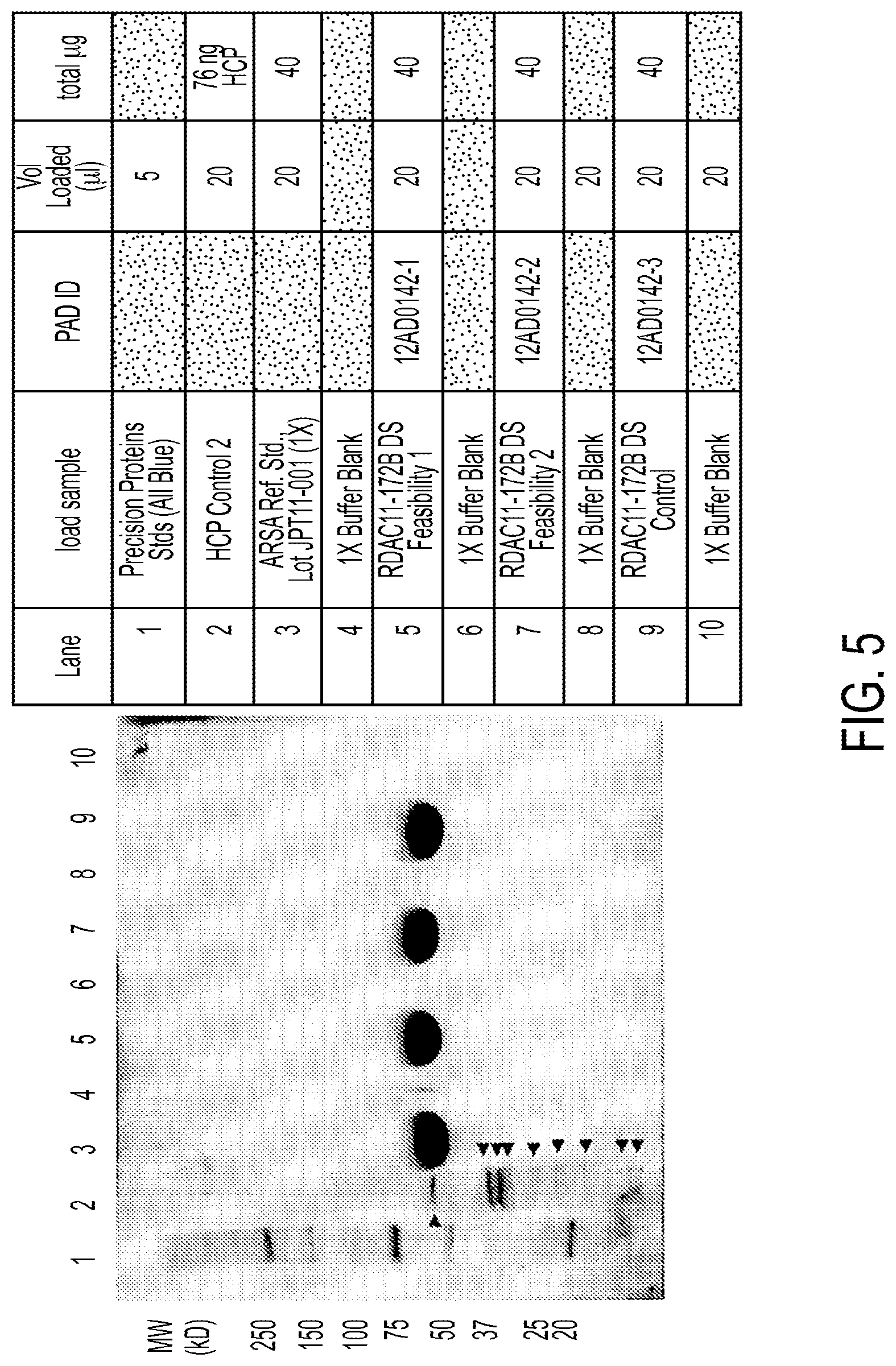 Patent US12319940 Figure 5 – Methods for purification of arylsulfatase A