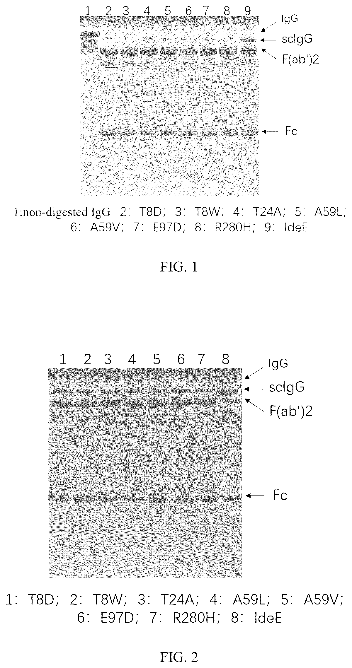 Patent US12319942 Figure 1 – Use of mutant of immunoglobulin degrading enzyme IdeE