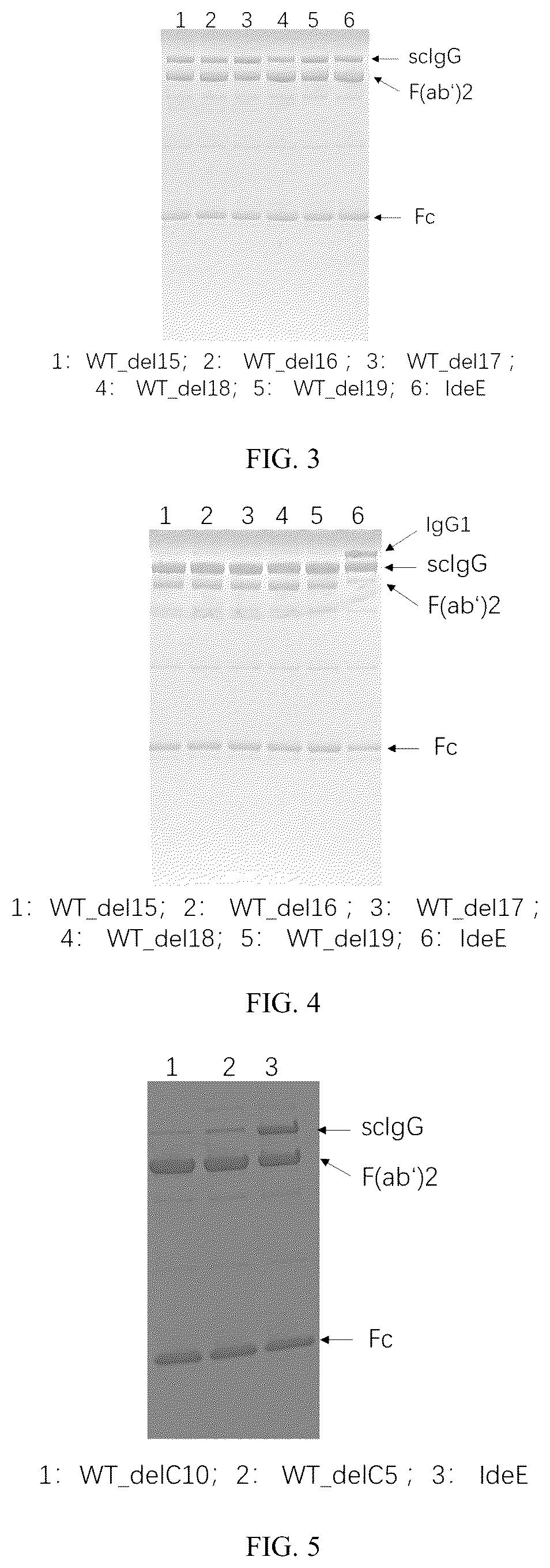 Patent US12319942 Figure 2 – Use of mutant of immunoglobulin degrading enzyme IdeE