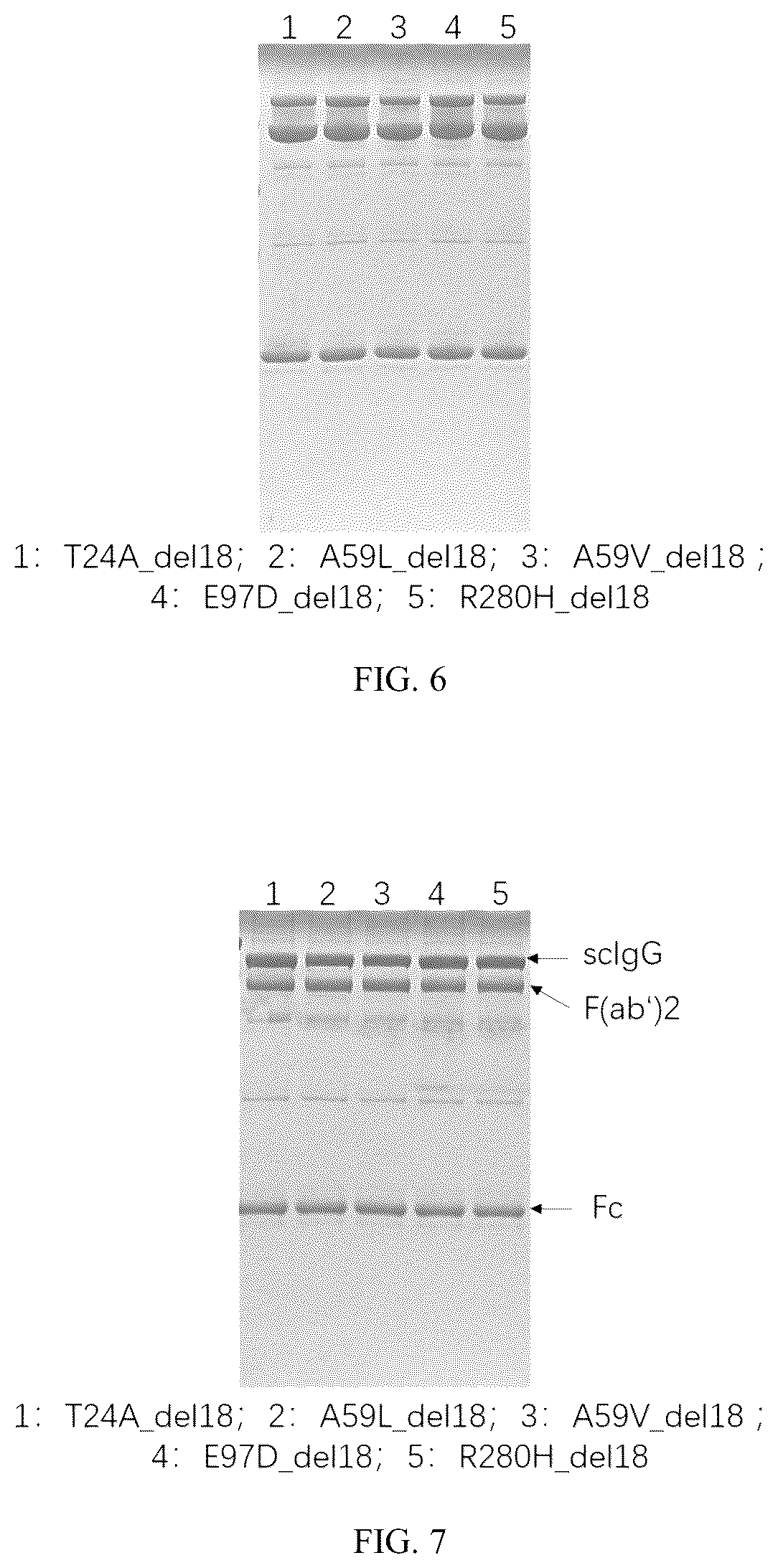Patent US12319942 Figure 3 – Use of mutant of immunoglobulin degrading enzyme IdeE